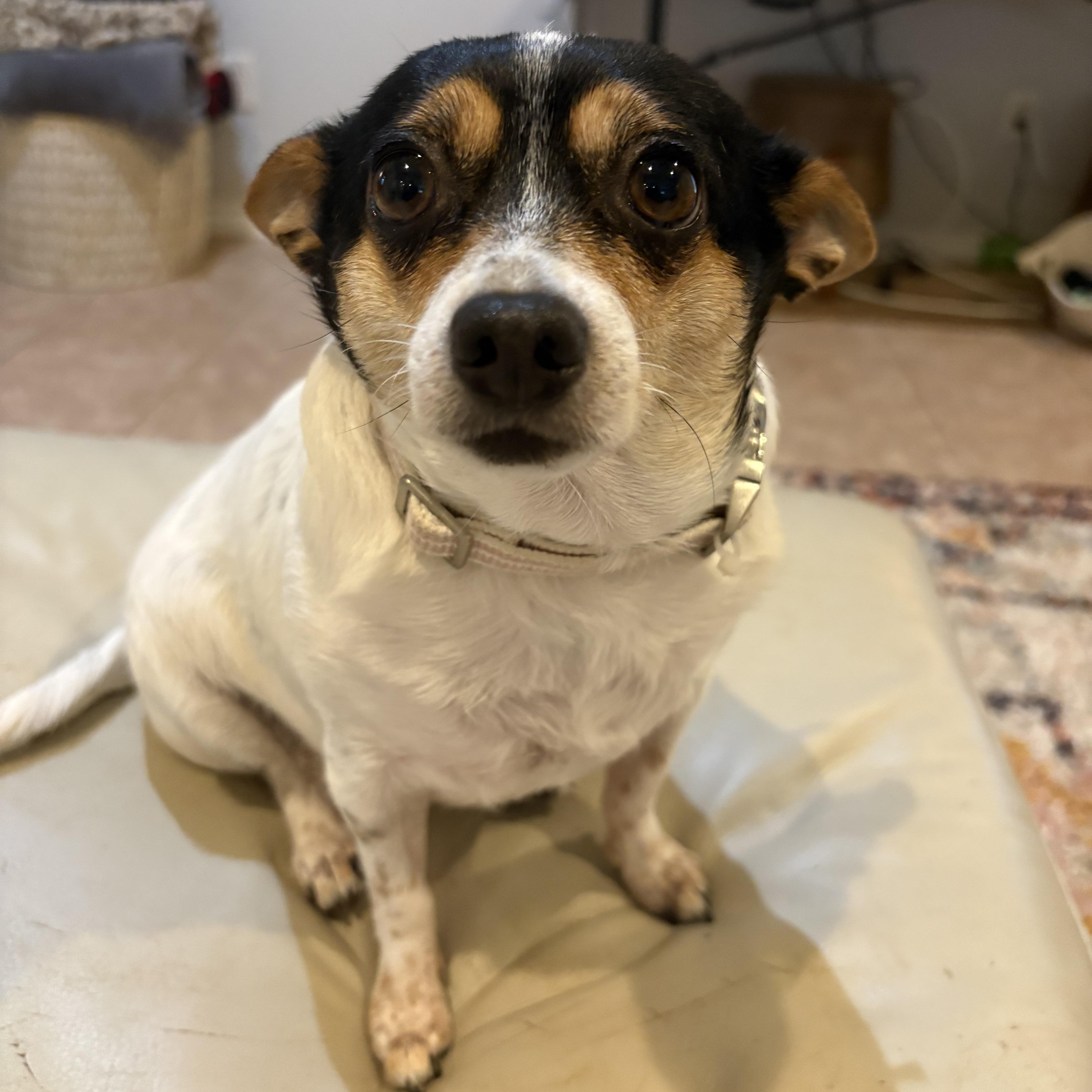 Tiny, ADOPTABLE, Adult Female Chihuahua.