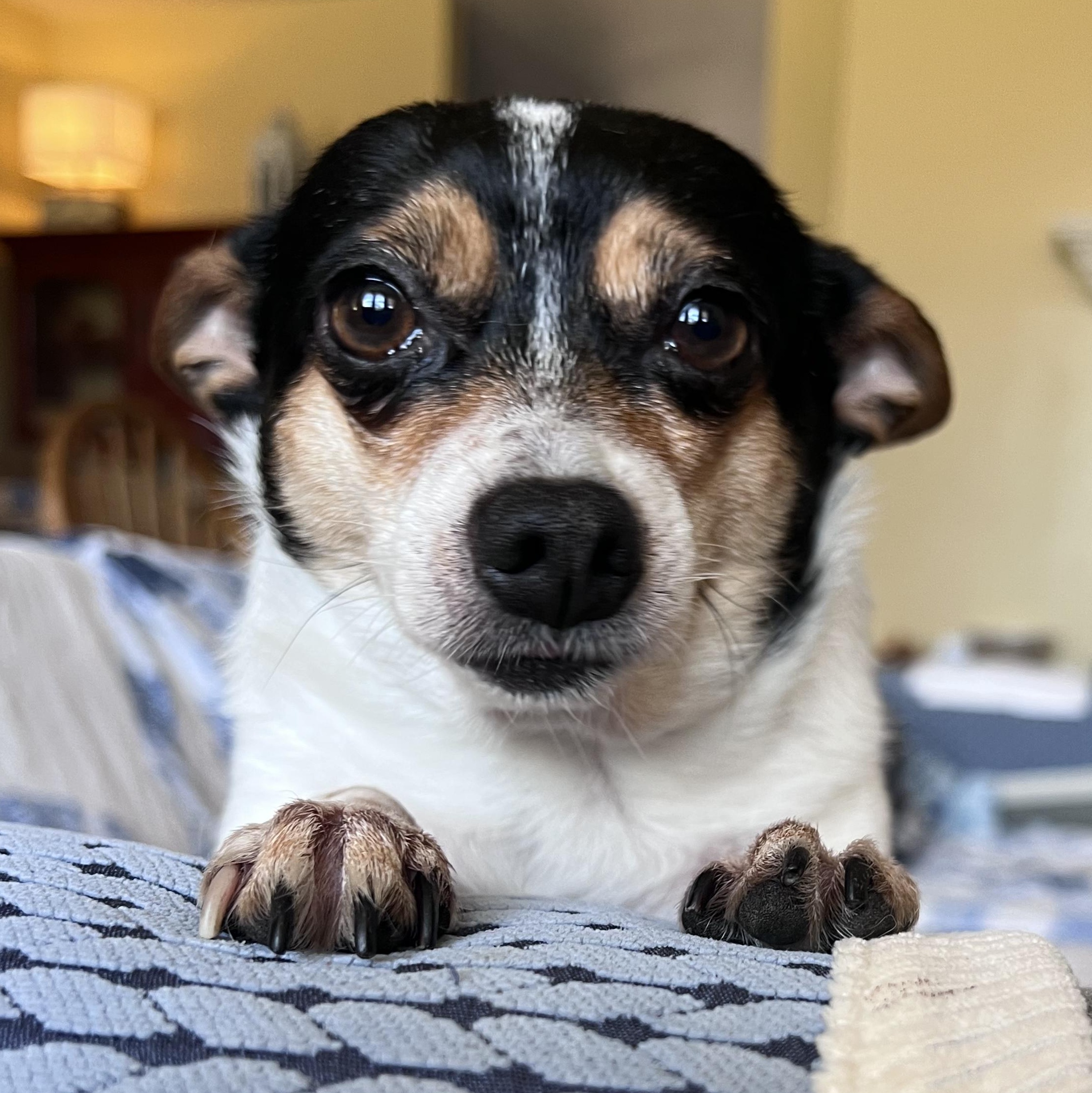 Enlarge Tiny, a ADOPTABLE Chihuahua in Bryan, TX image 1/1