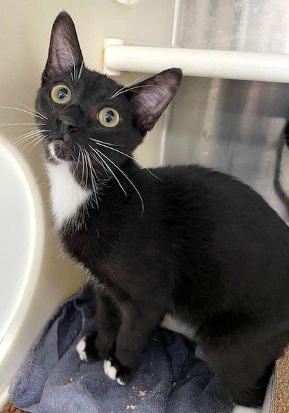 Andy, Adoptable, Young Male Domestic Short Hair.