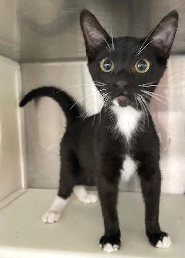 Enlarge Andy, a Adoptable Domestic Short Hair in Carrollton, GA image 2/3