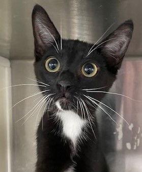 Enlarge Andy, a Adoptable Domestic Short Hair in Carrollton, GA image 3/3