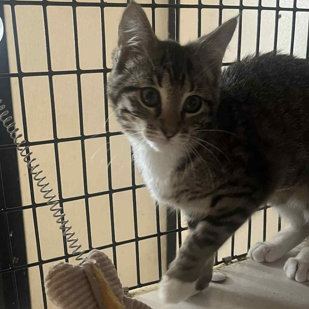 Stormy, an adoptable Domestic Short Hair in Graham, TX_image-1