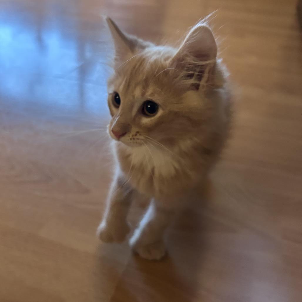 Hubbard, Adoptable, Kitten Male Domestic Long Hair.