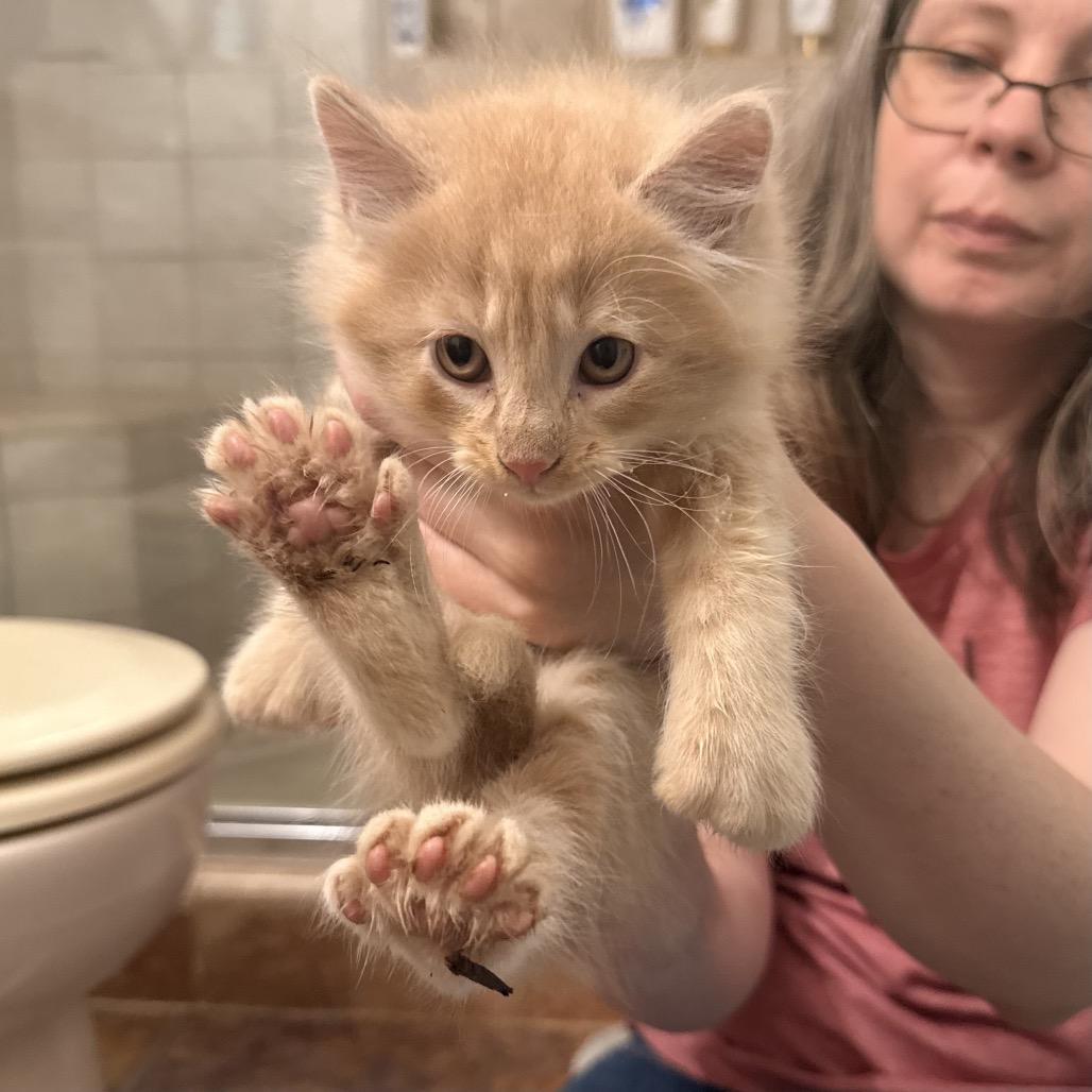 Enlarge Hubbard, a Adoptable Domestic Long Hair in Kenai, AK image 2/3