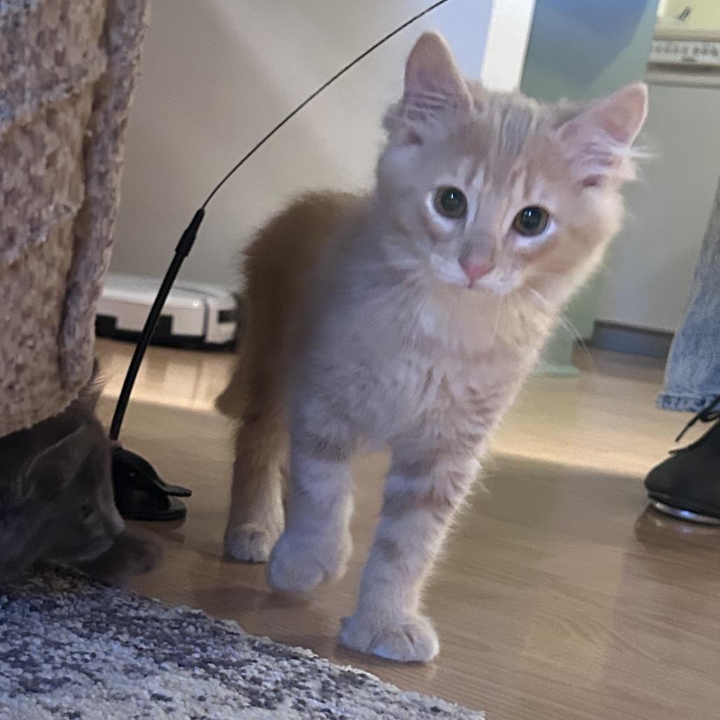 Enlarge Hubbard, a Adoptable Domestic Long Hair in Kenai, AK image 3/3