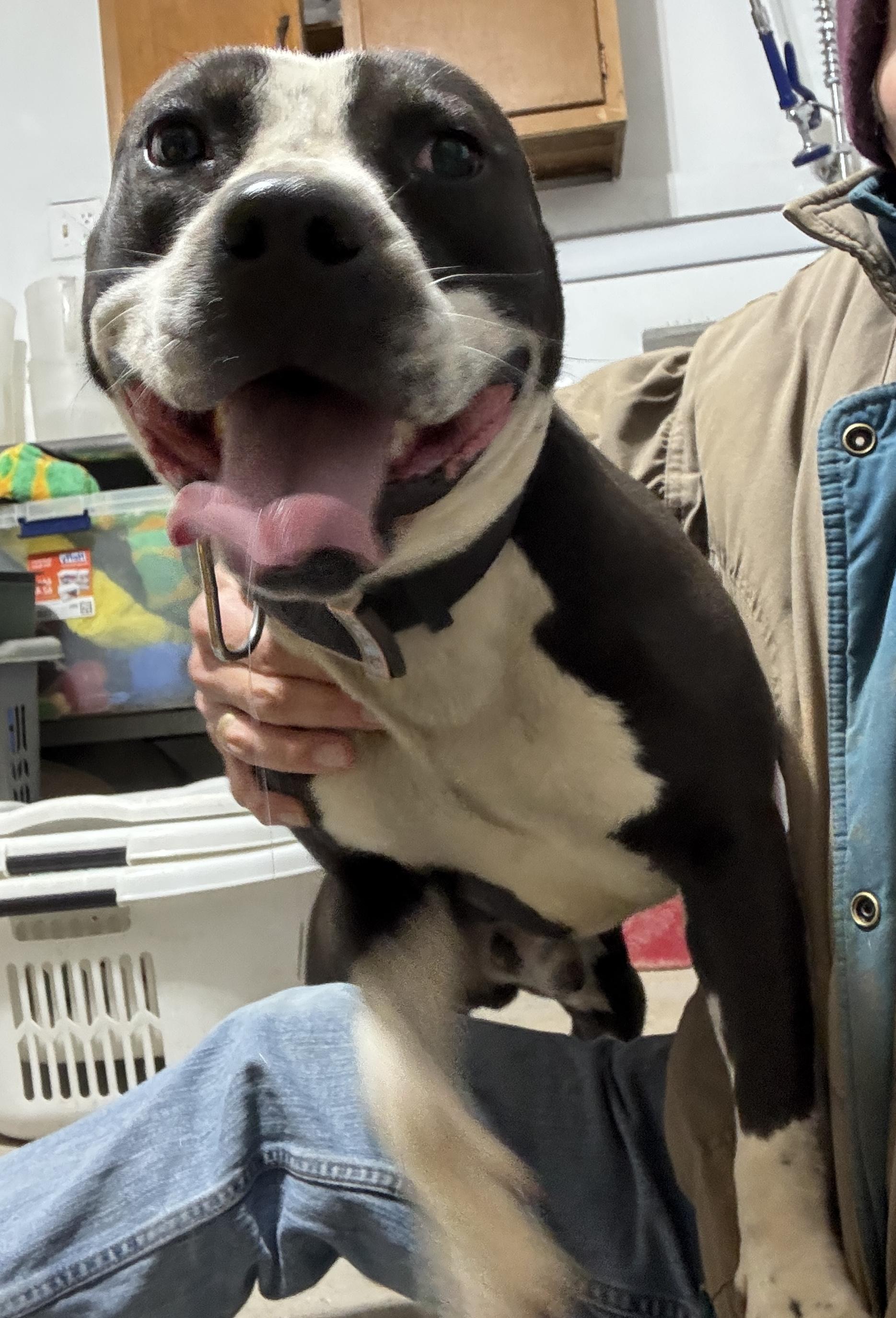 scout, a Adoptable mixed breed in Rogersville, TN image 6/6