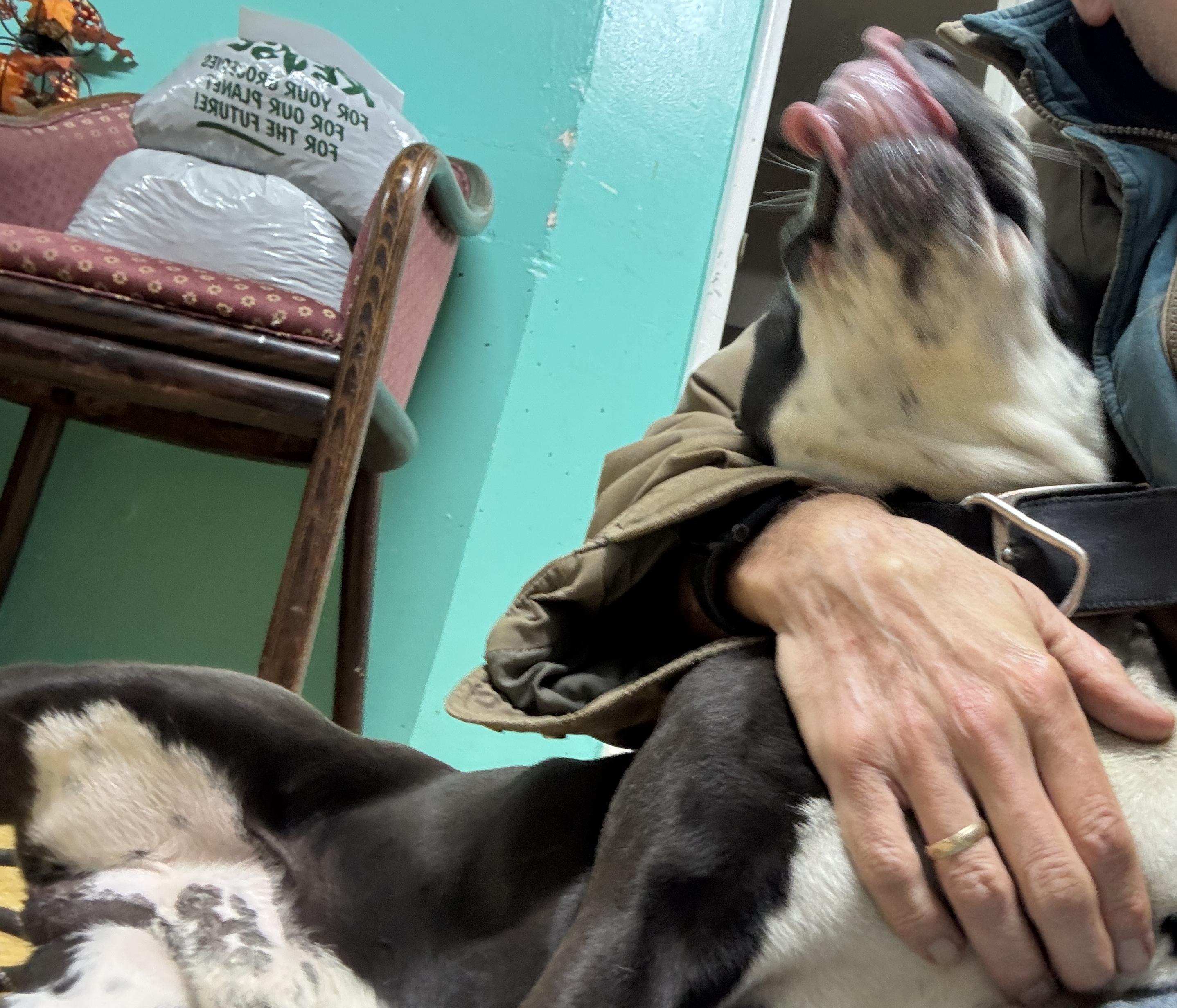 scout, a Adoptable mixed breed in Rogersville, TN image 4/6