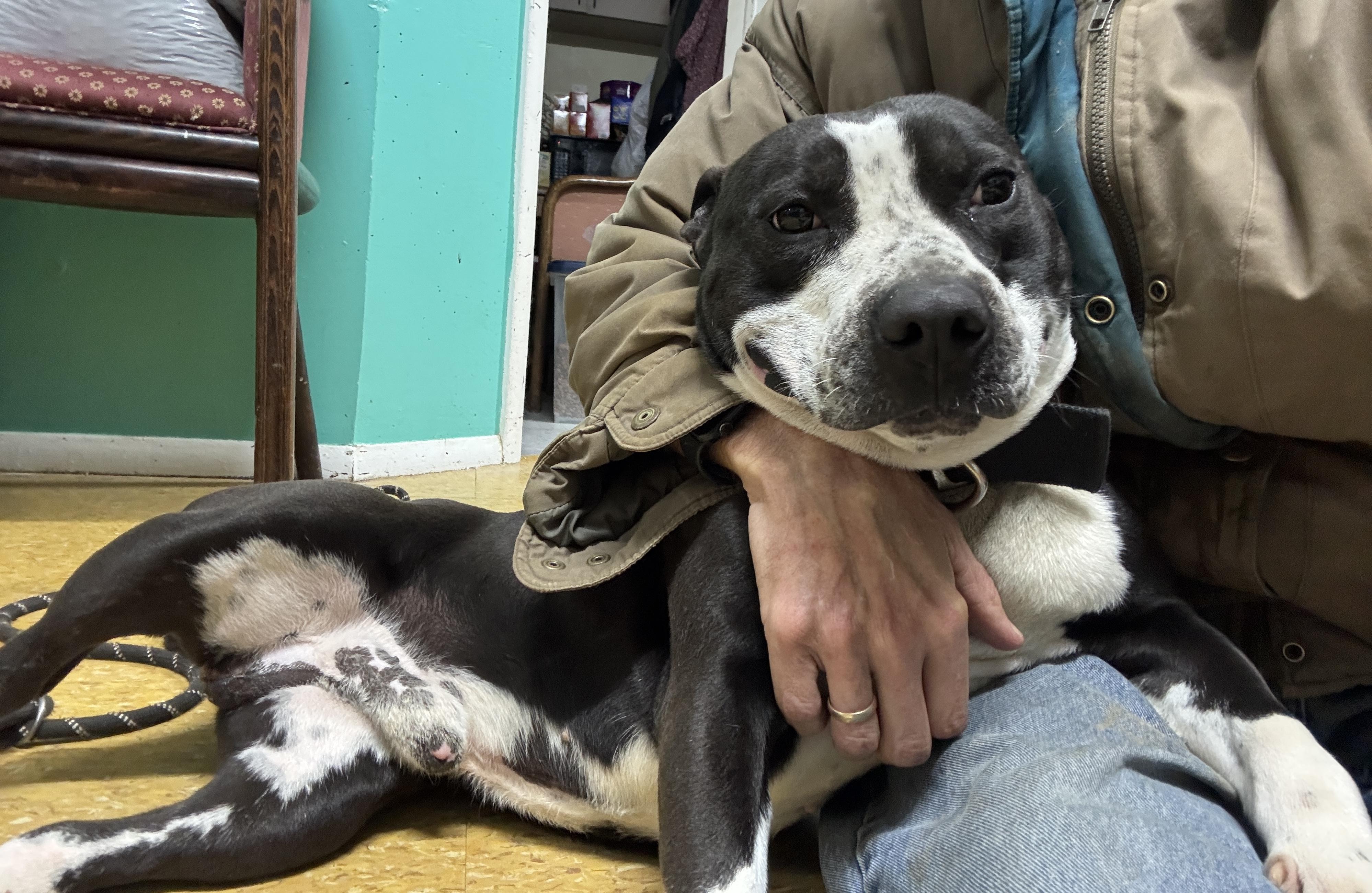 scout, Adoptable, Young Male American Staffordshire Terrier.