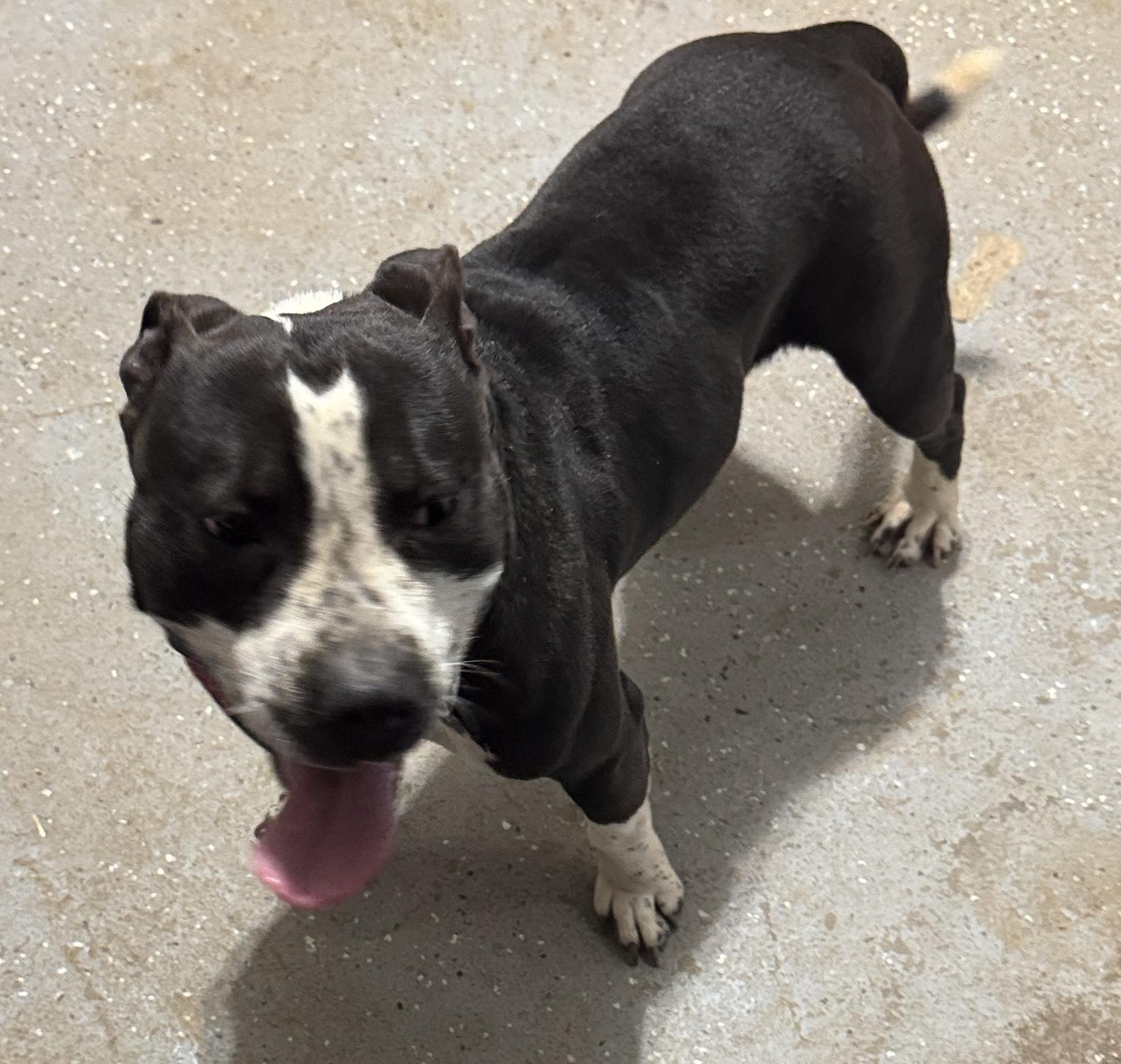 scout, a Adoptable mixed breed in Rogersville, TN image 3/6