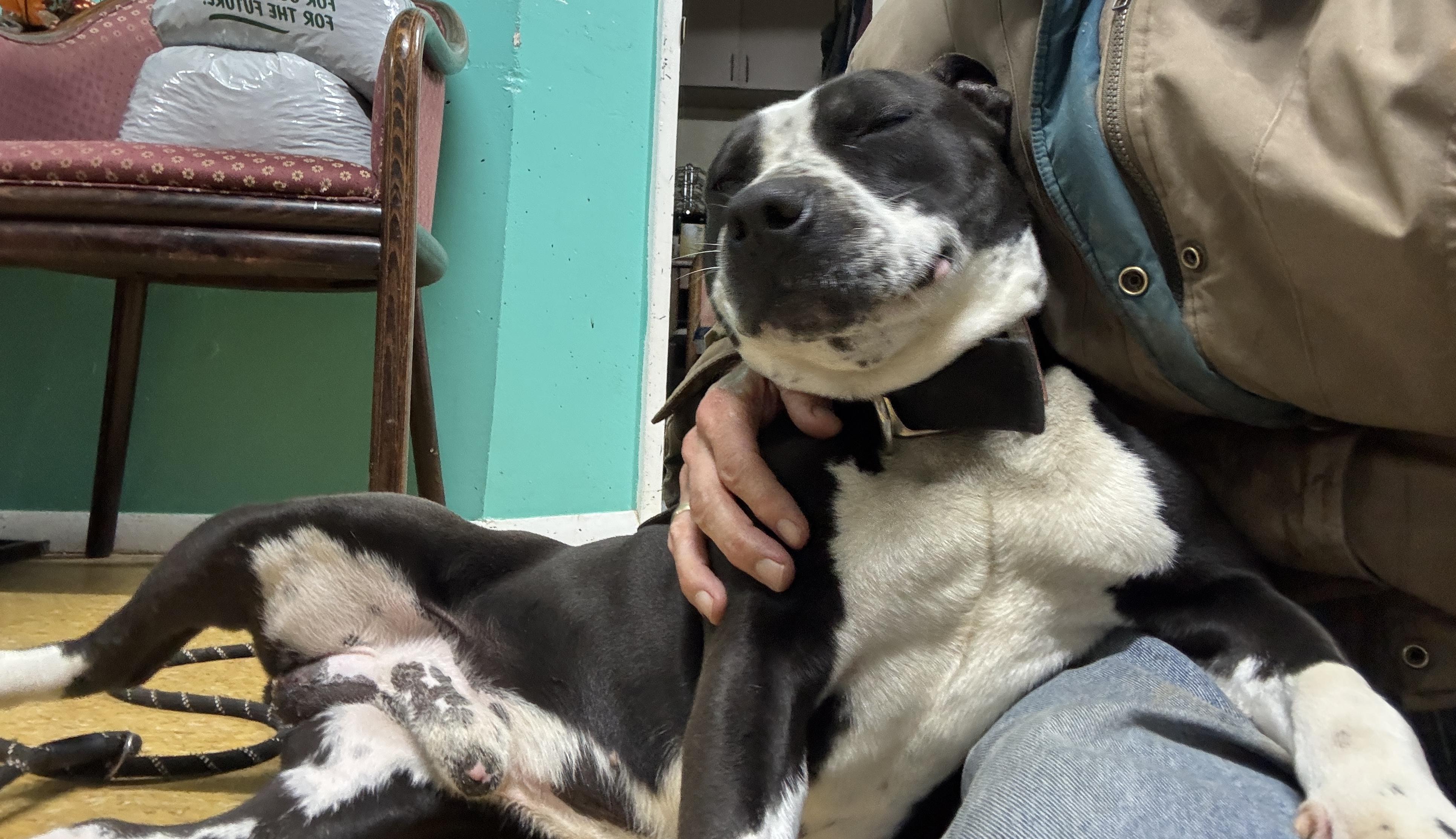 scout, a Adoptable mixed breed in Rogersville, TN image 2/6