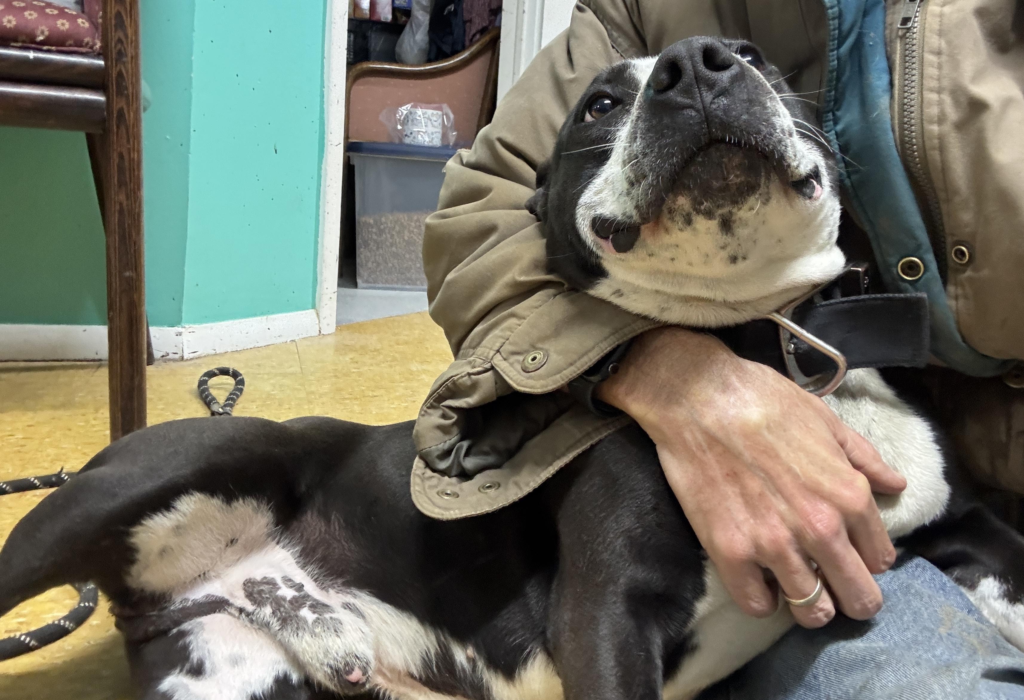 scout, a Adoptable mixed breed in Rogersville, TN image 5/6