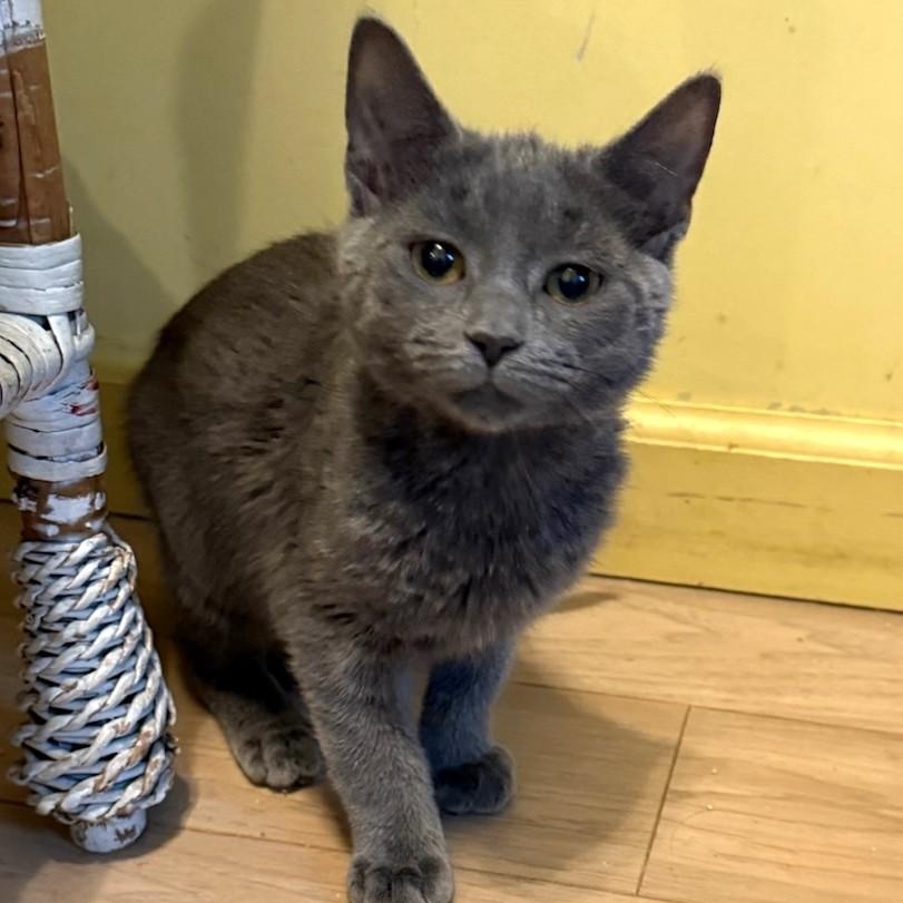 Dusty, Adoptable, Young Female Domestic Short Hair.