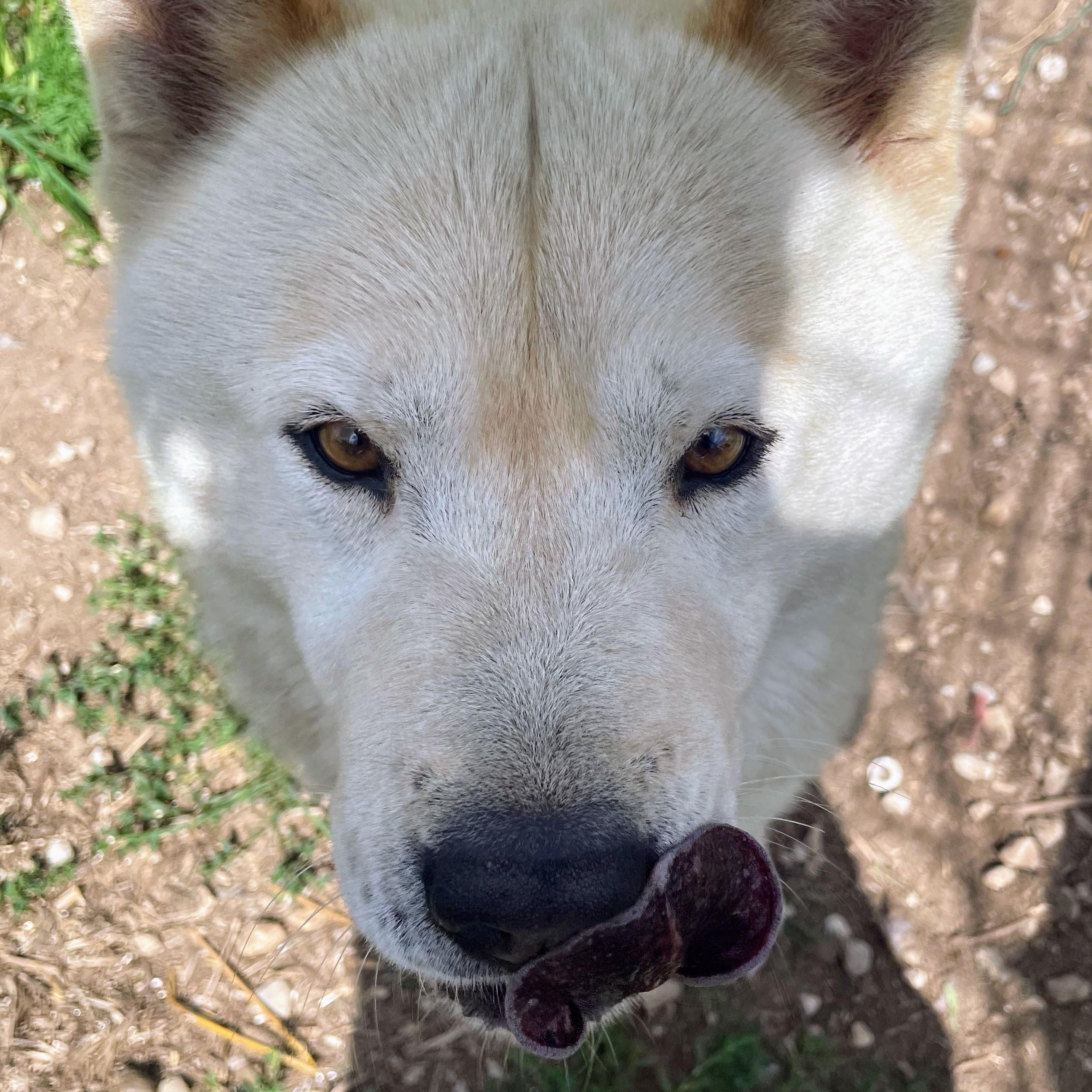 Enlarge Koda, a Adoptable mixed breed in Bella Vista, AR image 1/4
