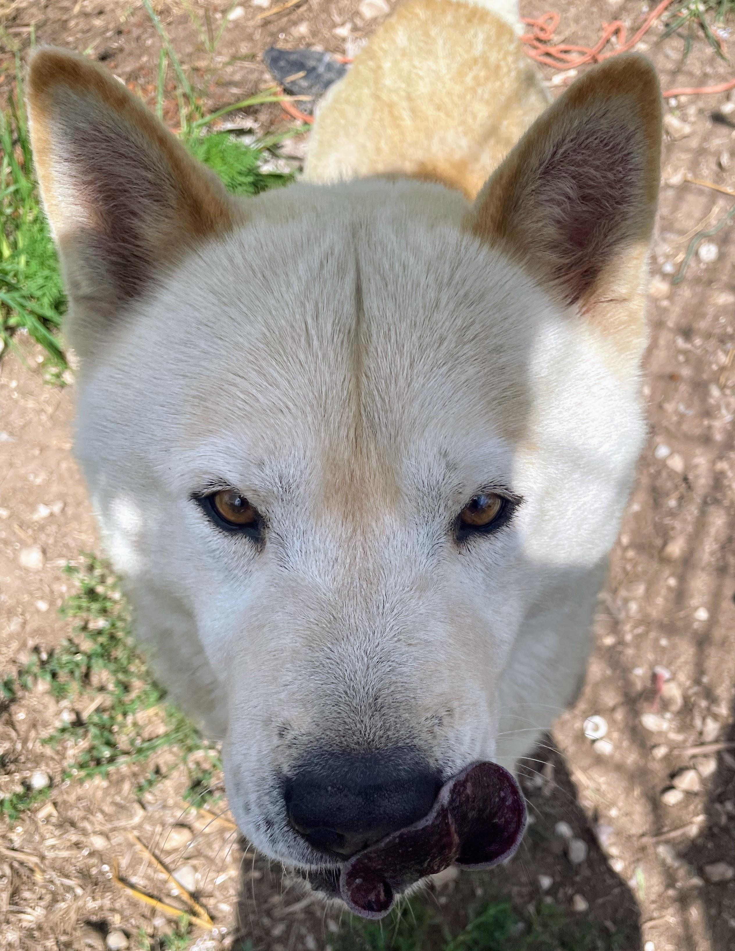 Koda