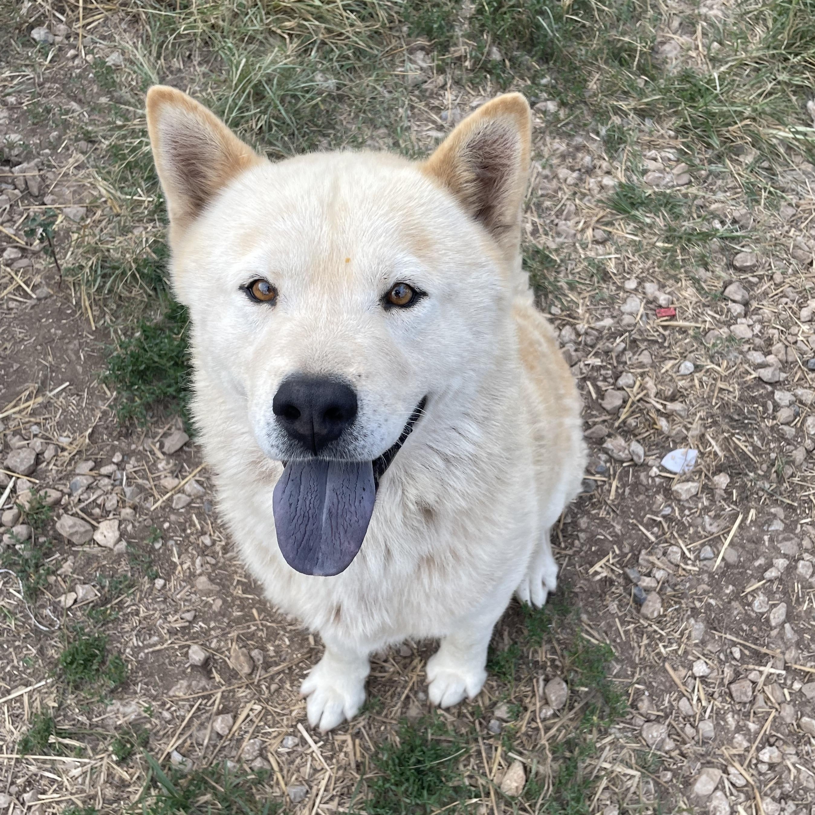 Enlarge Koda, a Adoptable mixed breed in Bella Vista, AR image 2/4
