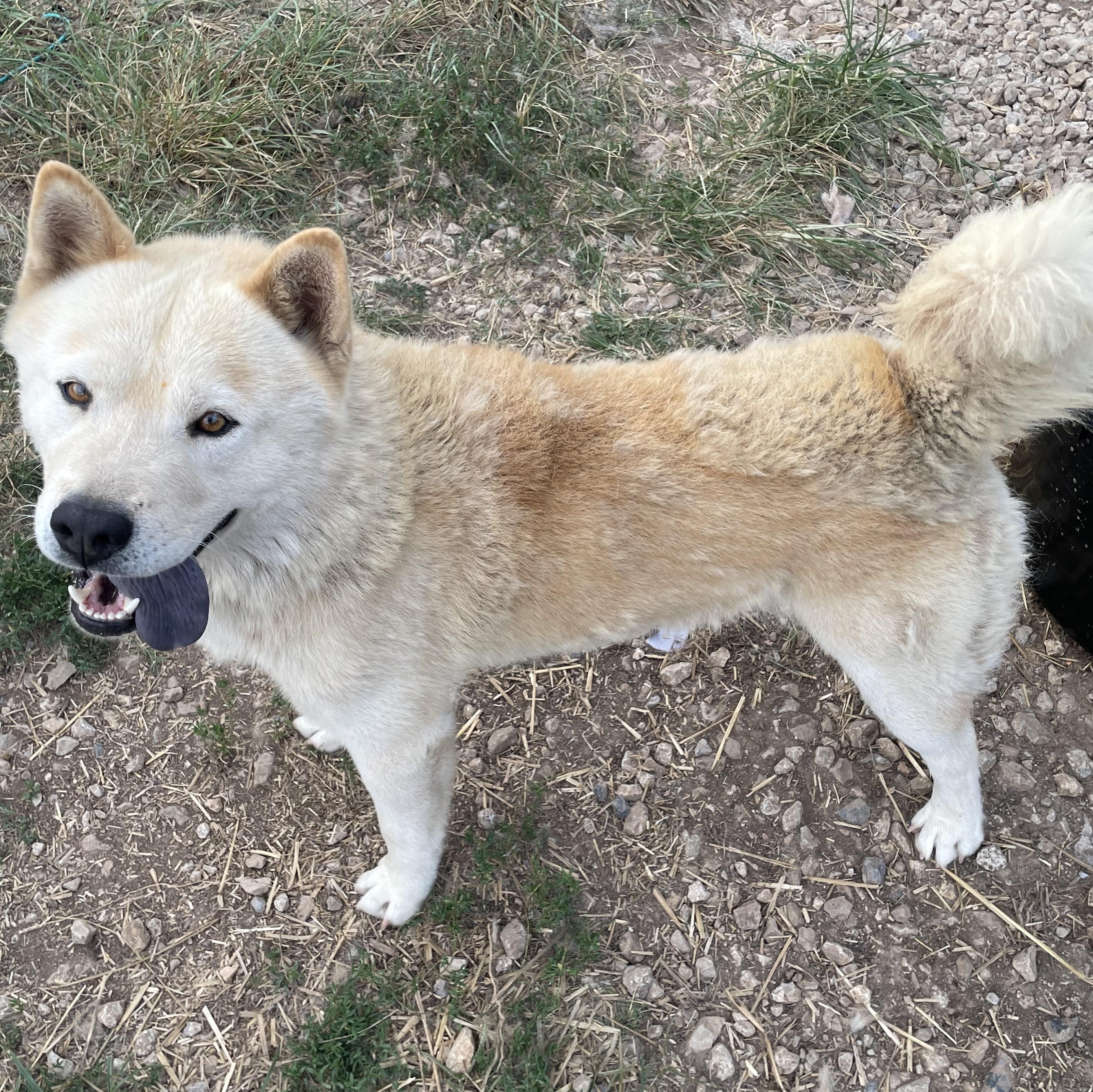 Enlarge Koda, a Adoptable mixed breed in Bella Vista, AR image 3/4