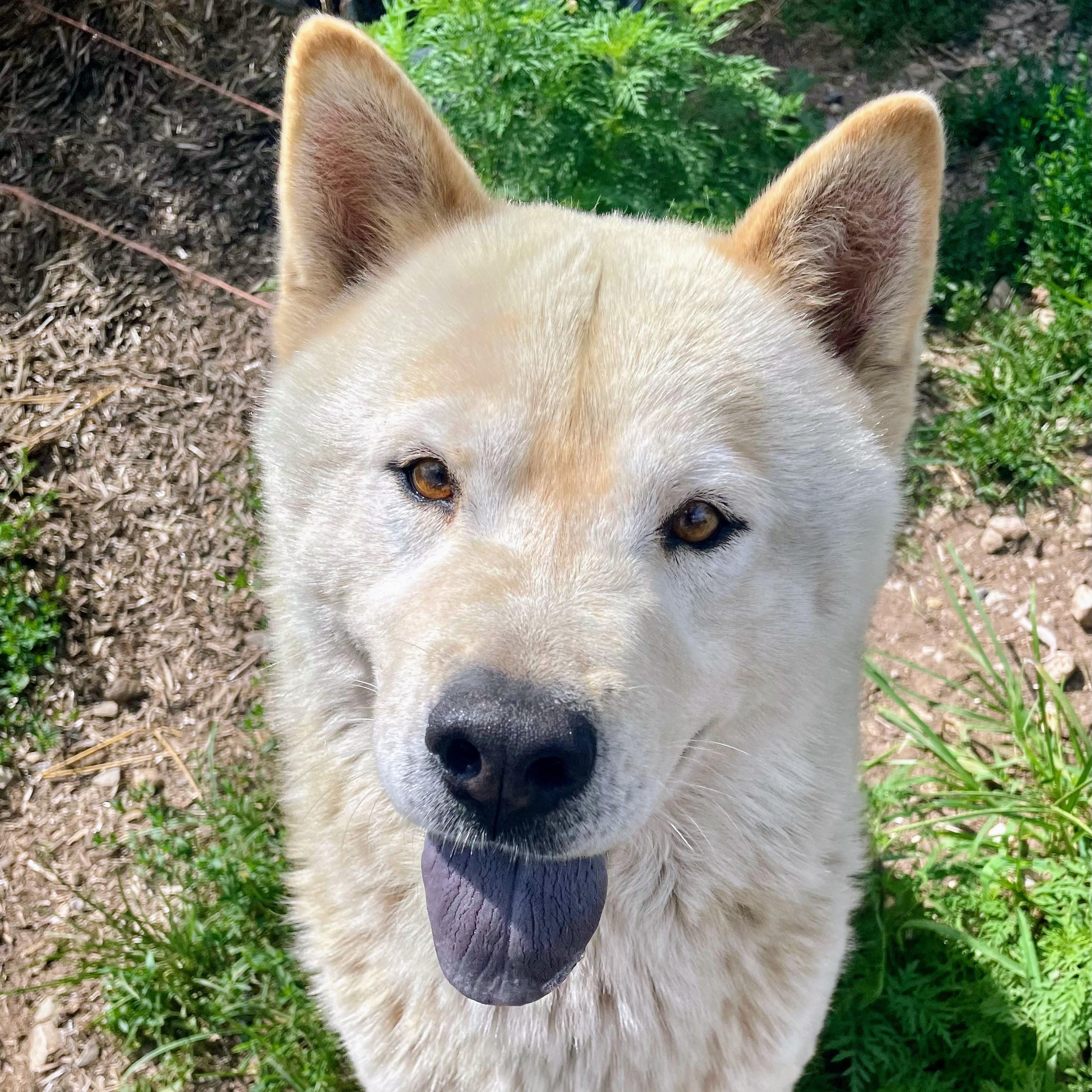 Enlarge Koda, a Adoptable mixed breed in Bella Vista, AR image 4/4