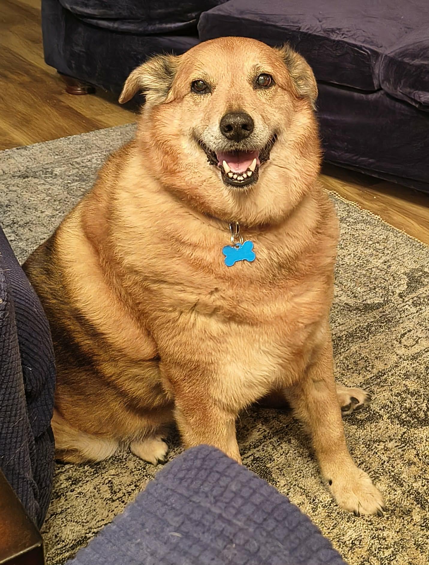 Enlarge 2140 Hemi, a ADOPTABLE Shepherd in Springfield, MO image 2/4