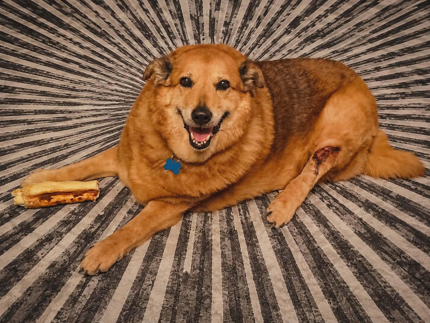 Enlarge 2140 Hemi, a ADOPTABLE Shepherd in Springfield, MO image 1/4