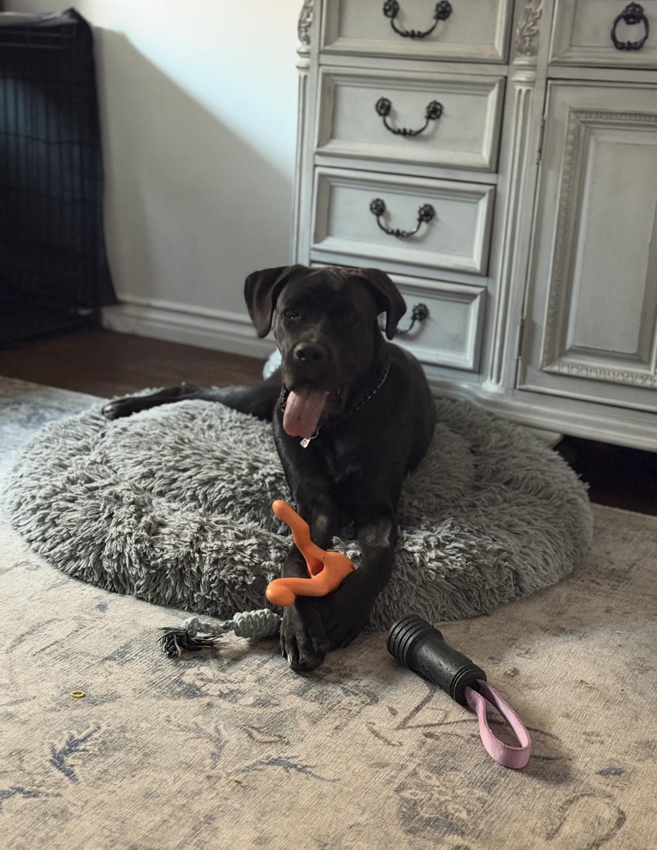 Enlarge Mavis , a Adoptable Cane Corso in Bend, OR image 1/3