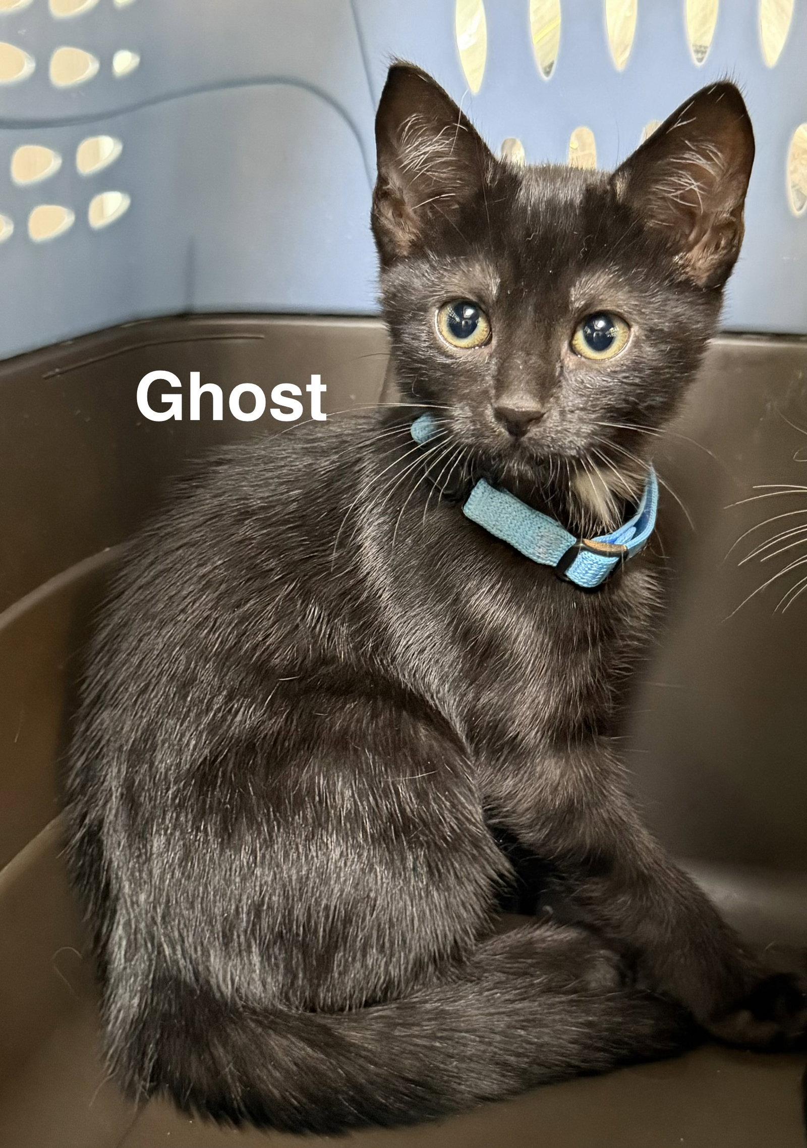 Enlarge Ghost, a Adopted Domestic Short Hair in Charleston, SC image 1/1