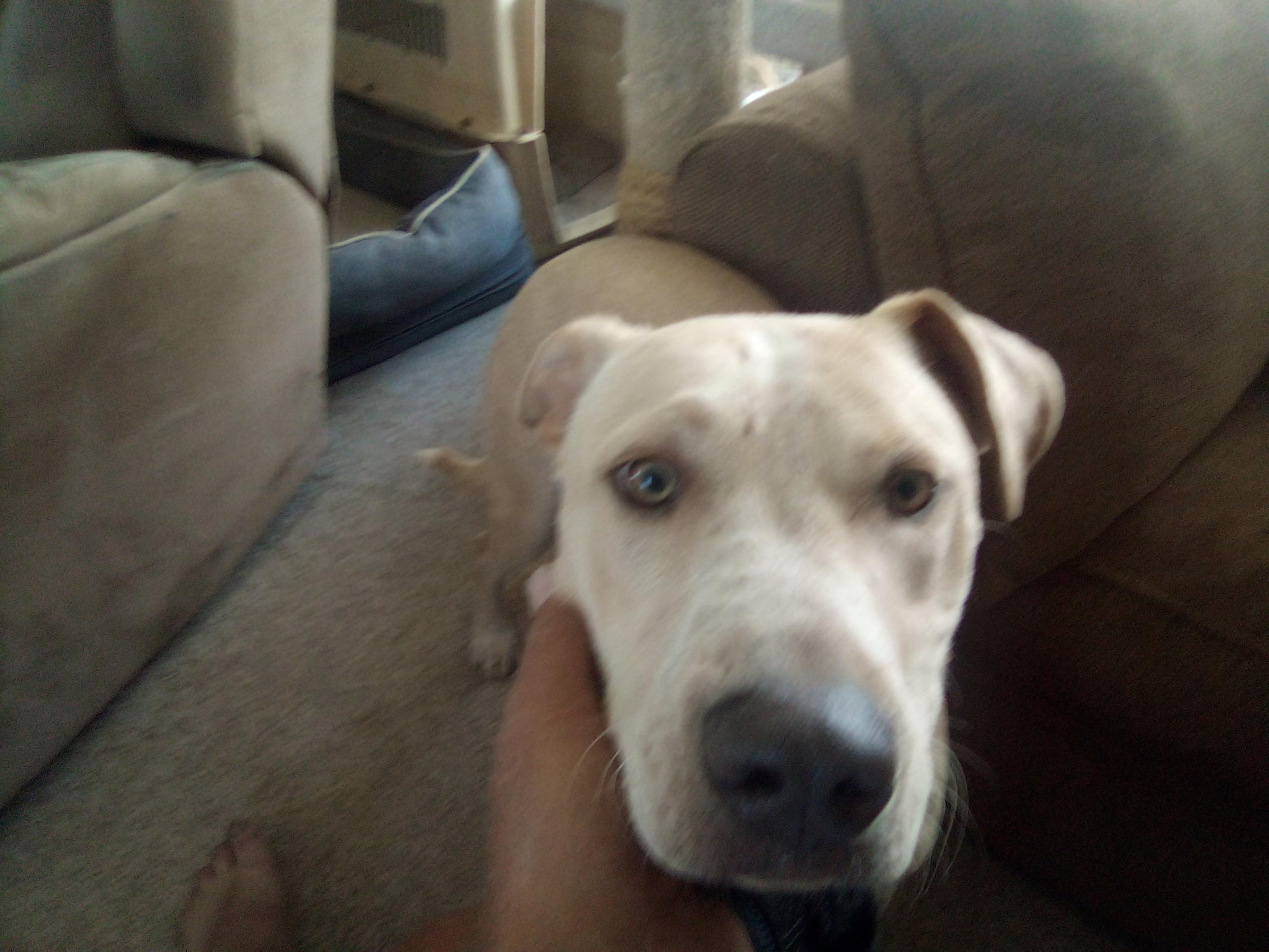 Cooper, a Adoptable mixed breed in Moriarty, NM image 1/2