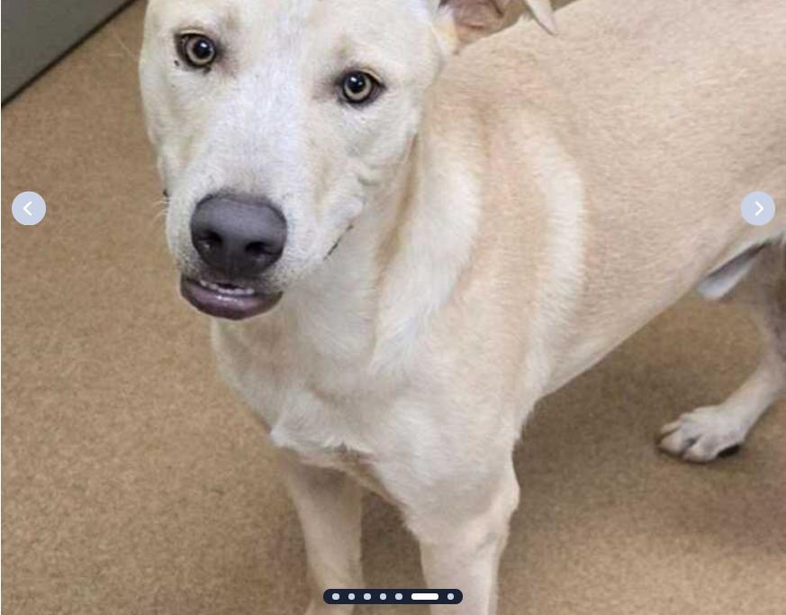 Cooper, a Adoptable mixed breed in Moriarty, NM image 2/2