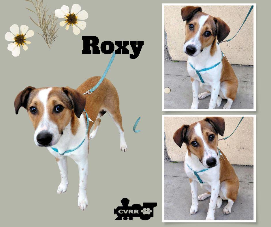 Enlarge Roxy, a Adoptable mixed breed in LINDSAY, CA image 1/1