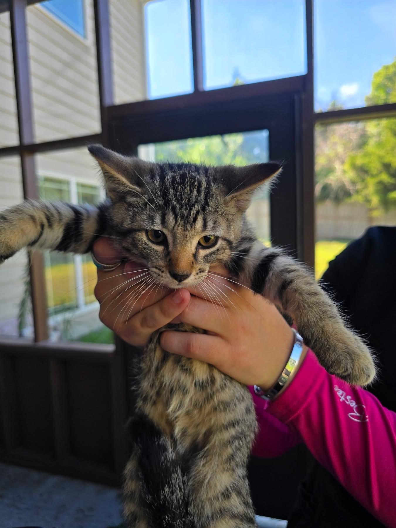 Enlarge Charlie, a Adoptable Domestic Short Hair in Manhattan, KS image 1/1