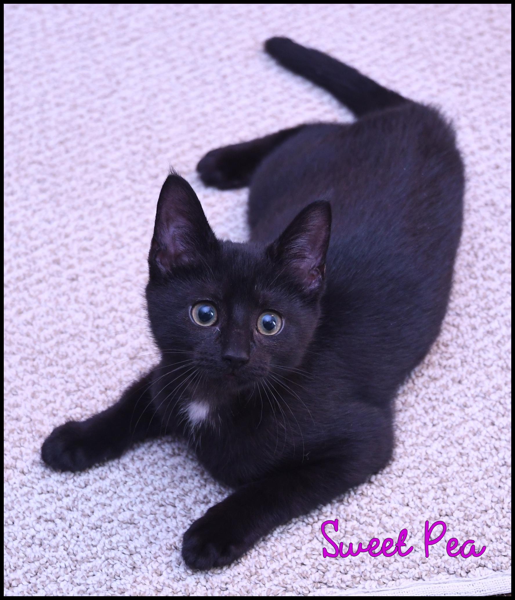 Sweet Pea, Adoptable, Kitten Female Domestic Short Hair.