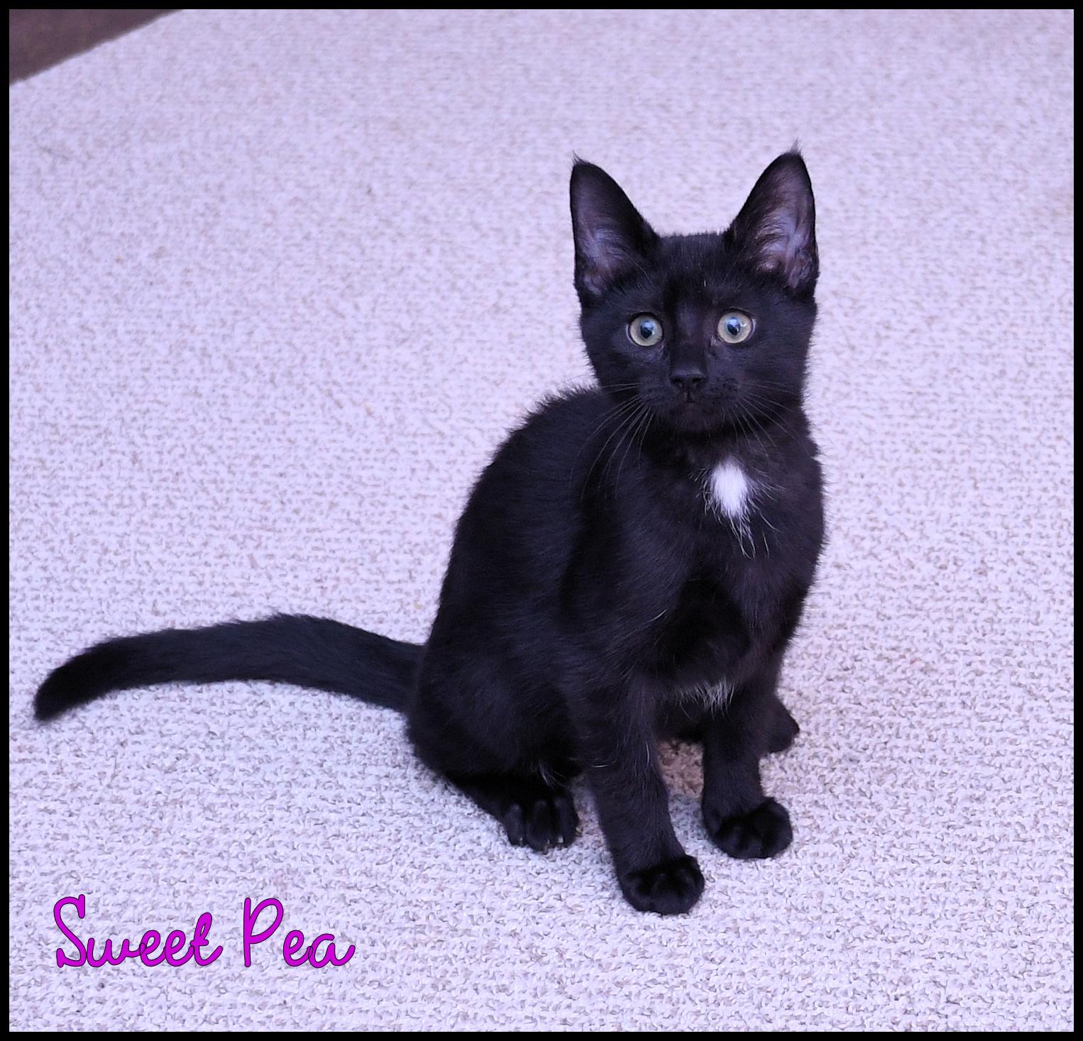 Enlarge Sweet Pea, a Adoptable Domestic Short Hair in Wadsworth, OH image 3/3