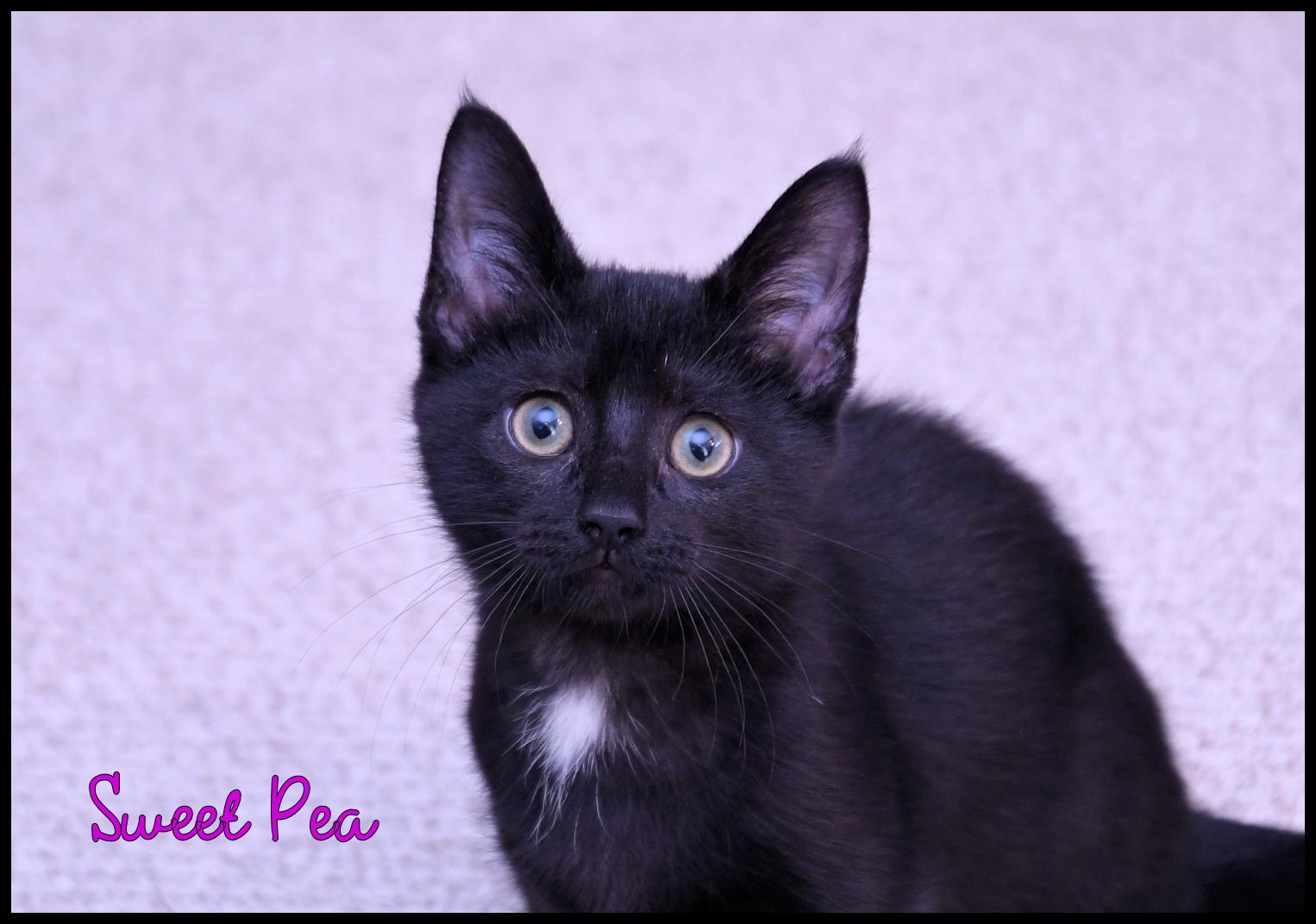 Enlarge Sweet Pea, a Adoptable Domestic Short Hair in Wadsworth, OH image 2/3