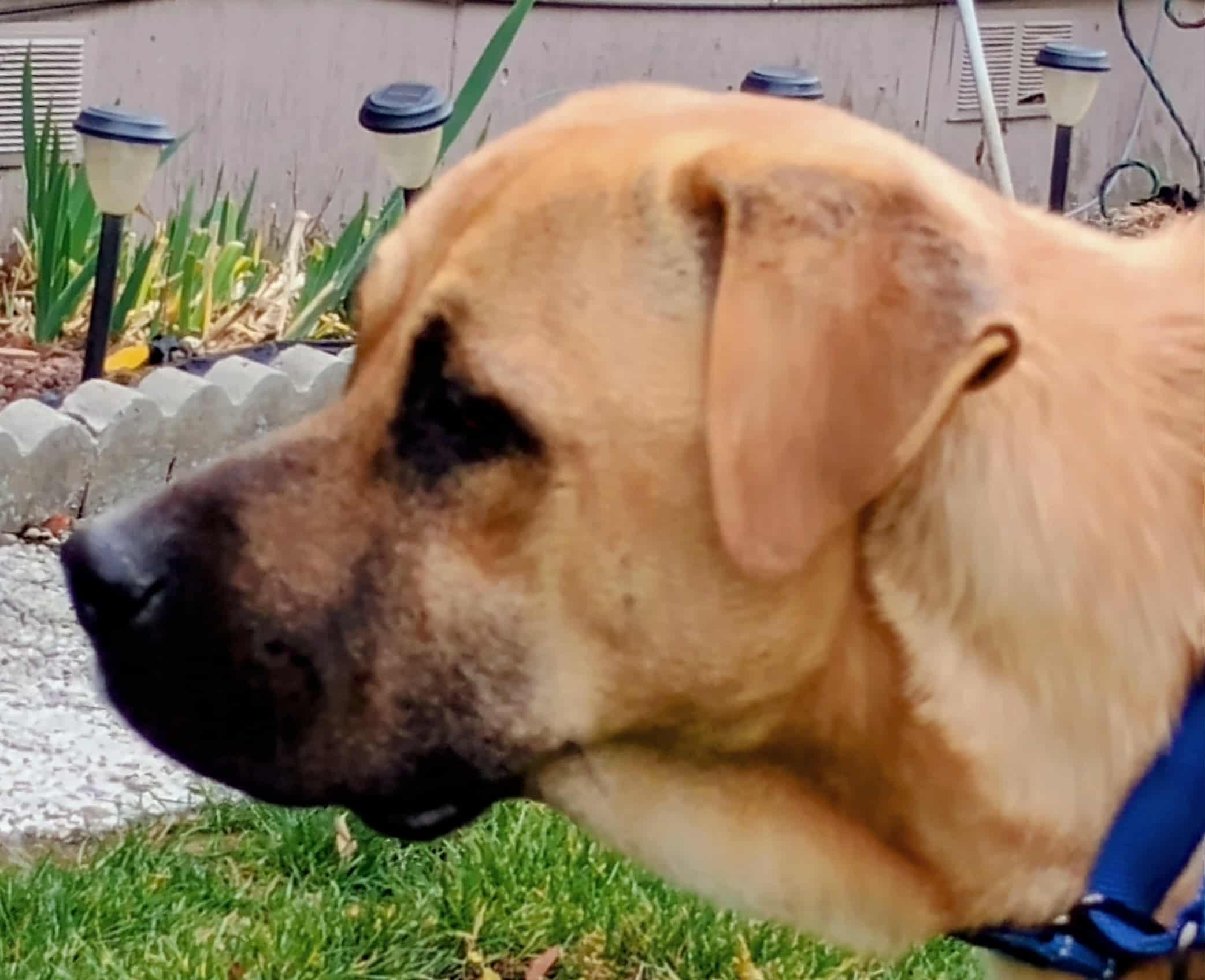 Buchanan thumbnail 2