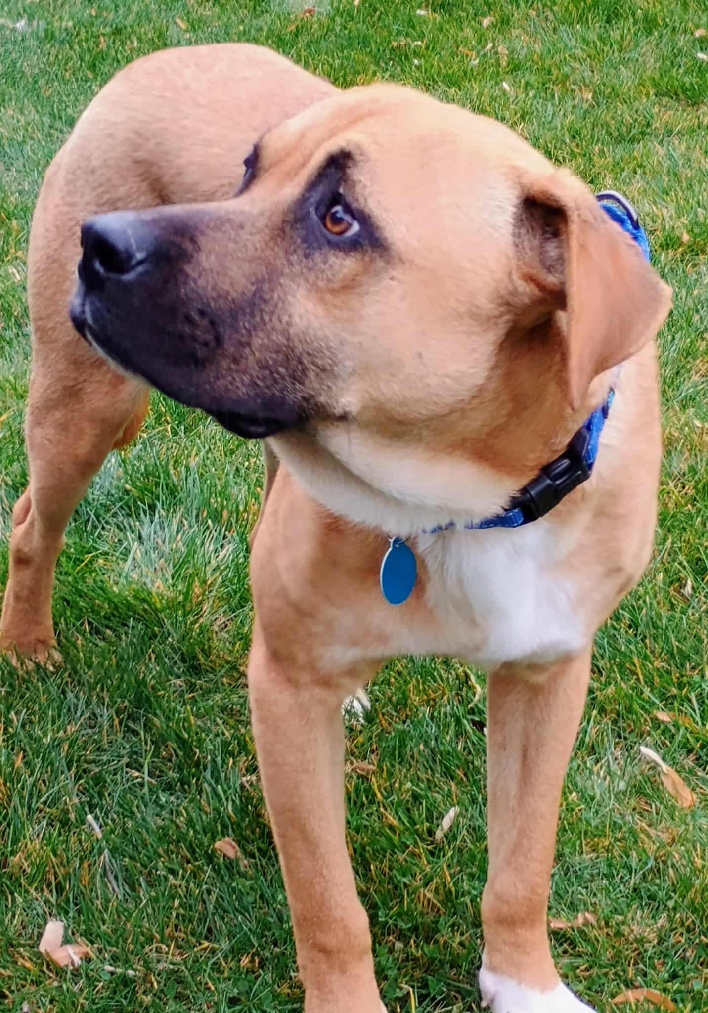 Buchanan thumbnail 3