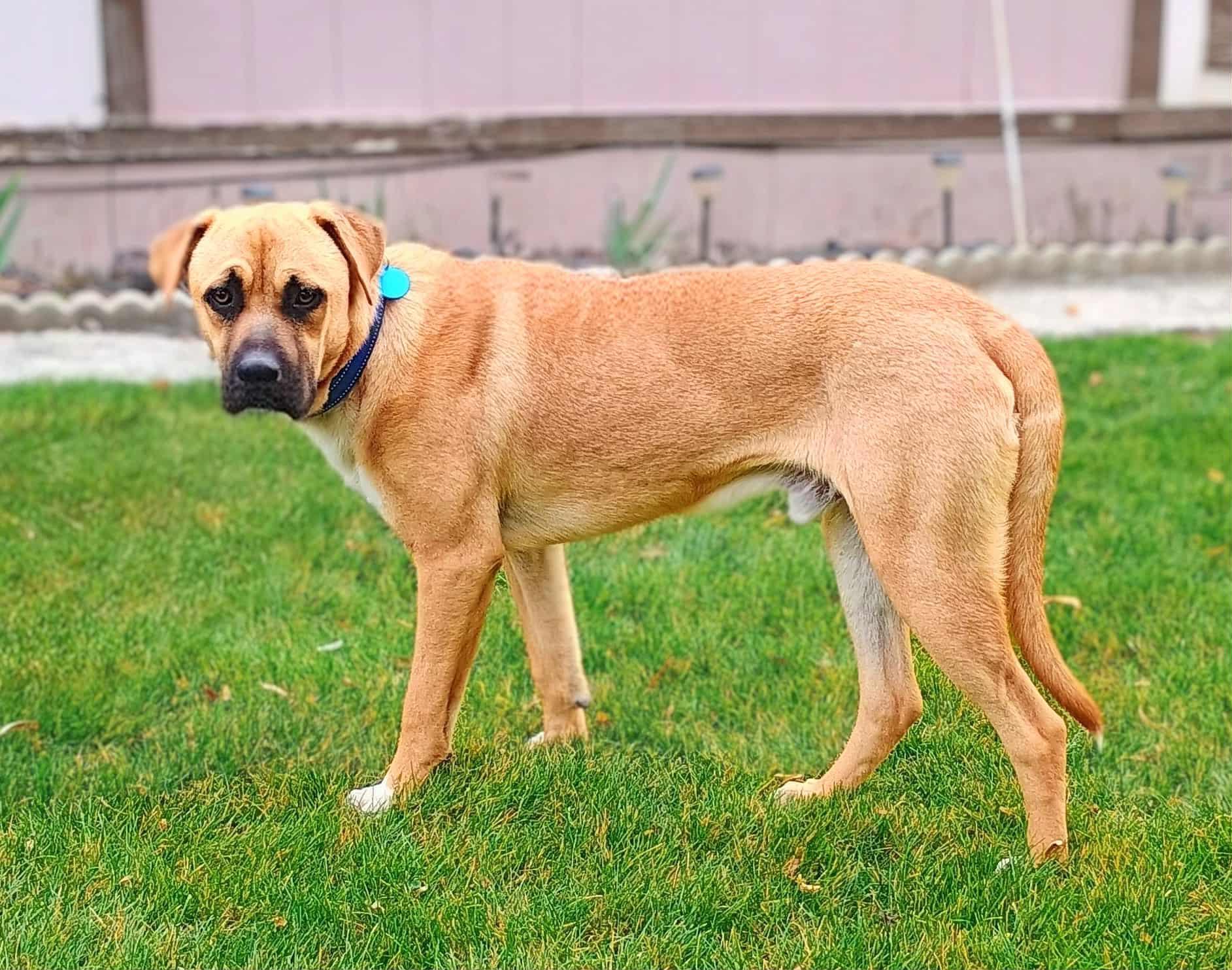 Buchanan thumbnail 4