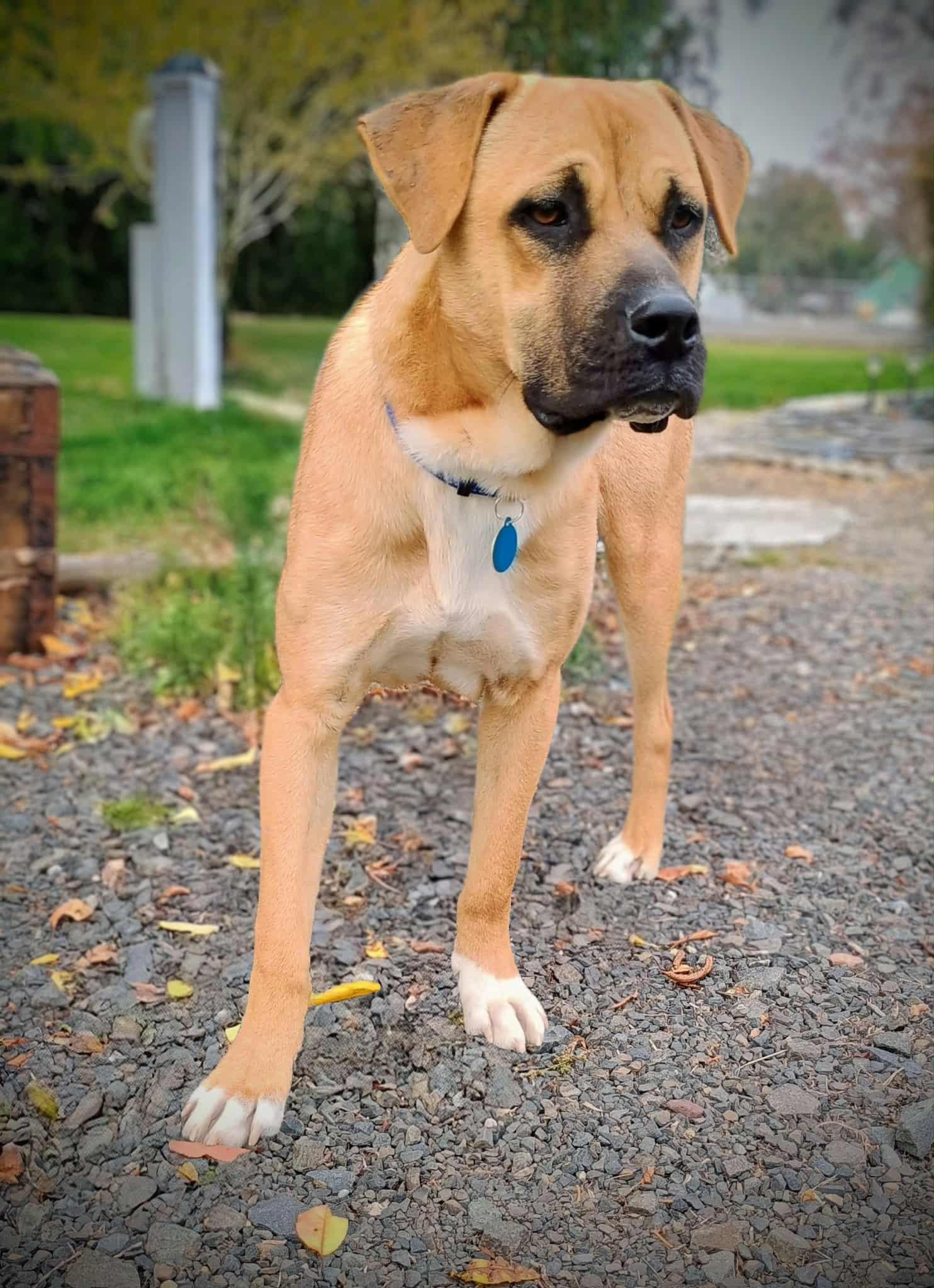 Buchanan thumbnail 5