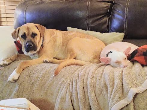 Enlarge BUCHANAN (Buck), a Adoptable mixed breed in Yakima, WA image 6/6