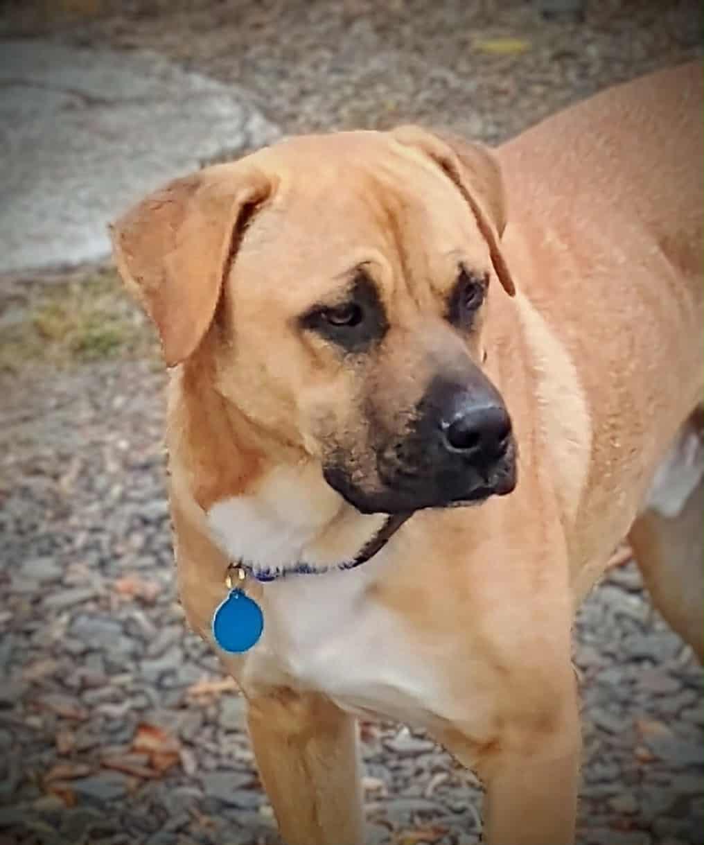 Buchanan thumbnail 6