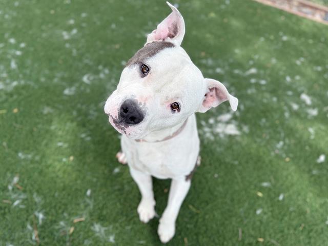 Enlarge ZEDD, a Adoptable Pit Bull Terrier in Antioch, CA image 1/1