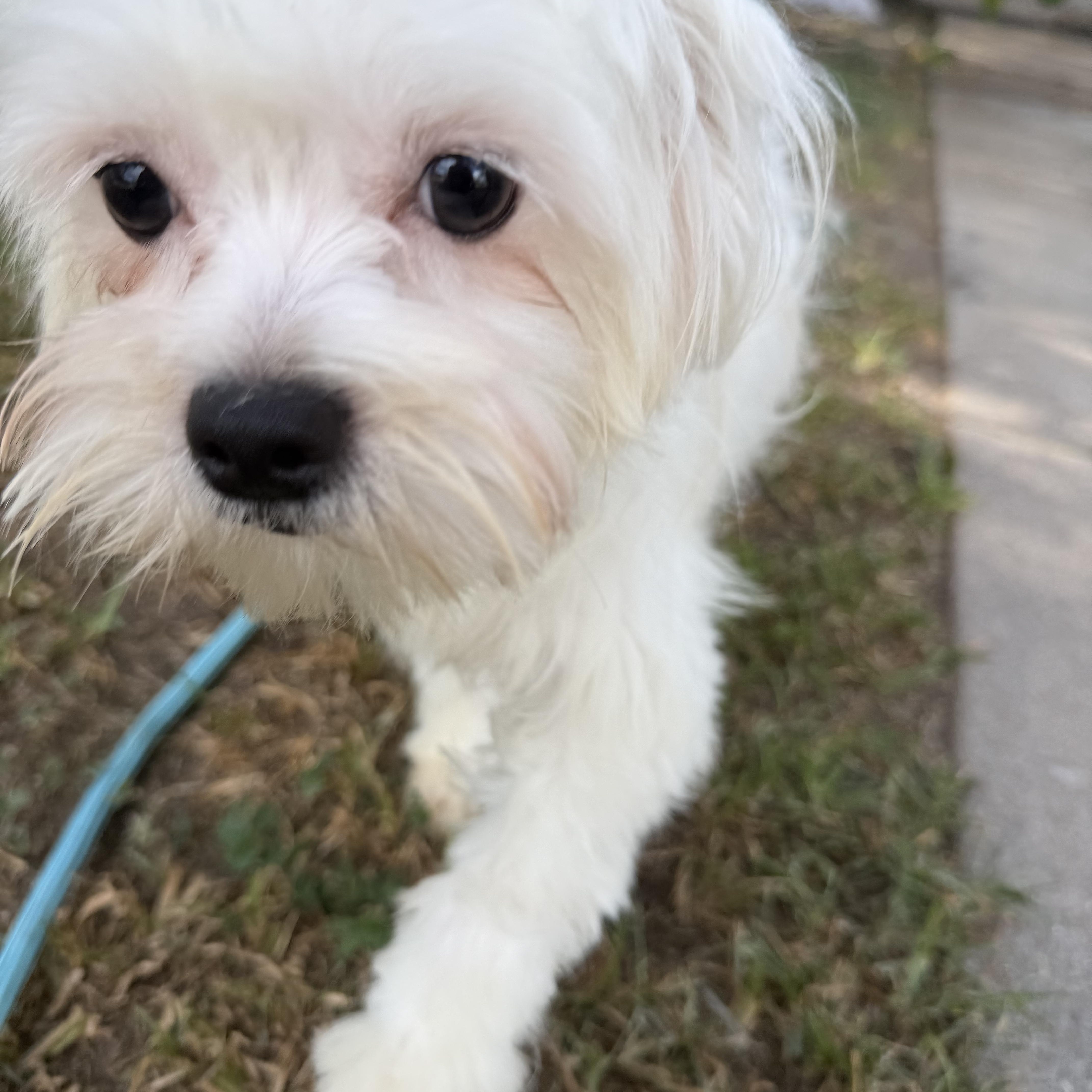 Enlarge Weston, a ADOPTABLE mixed breed in Warwick, RI image 3/3