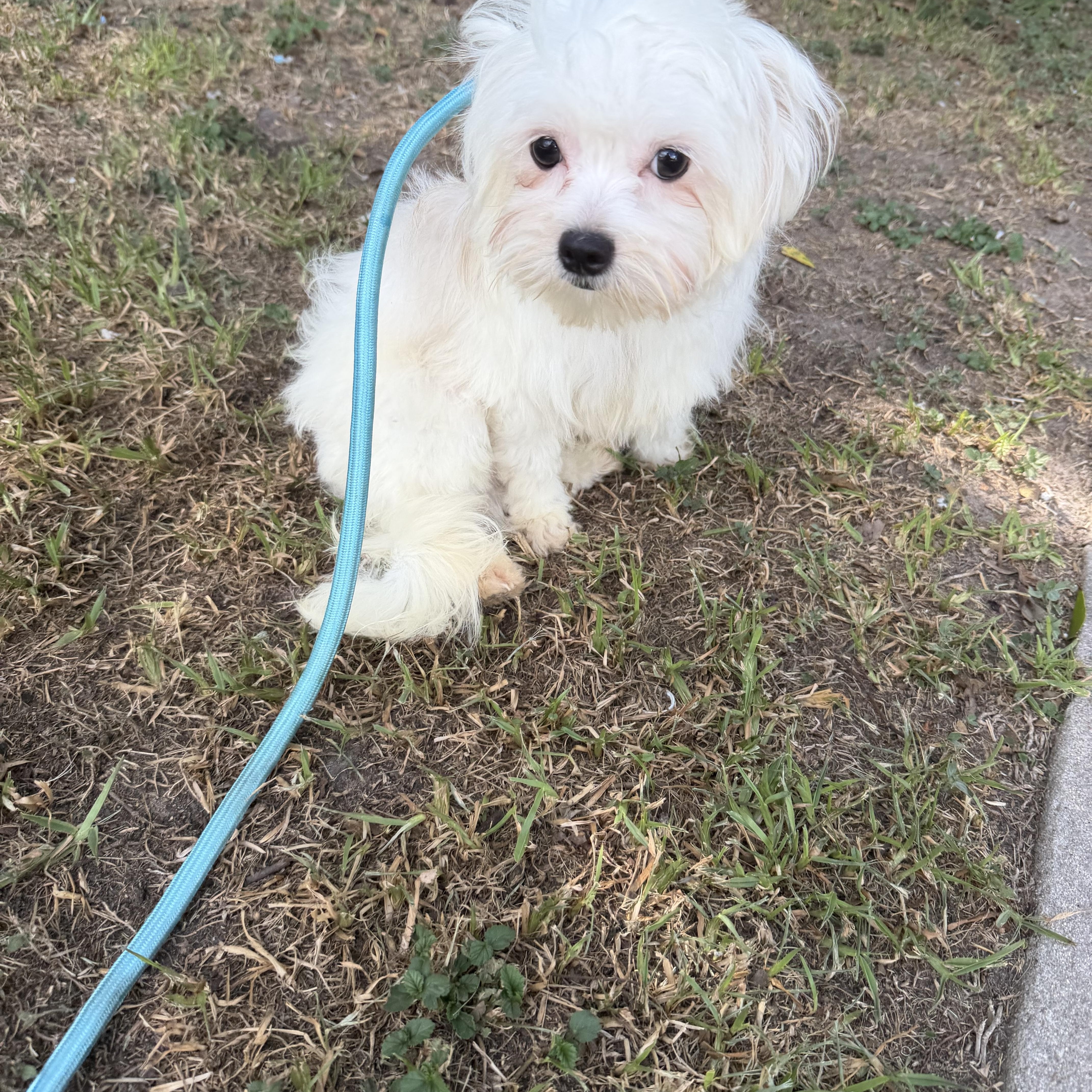 Weston, ADOPTABLE, Young Male Maltese & West Highland White Terrier / Westie.