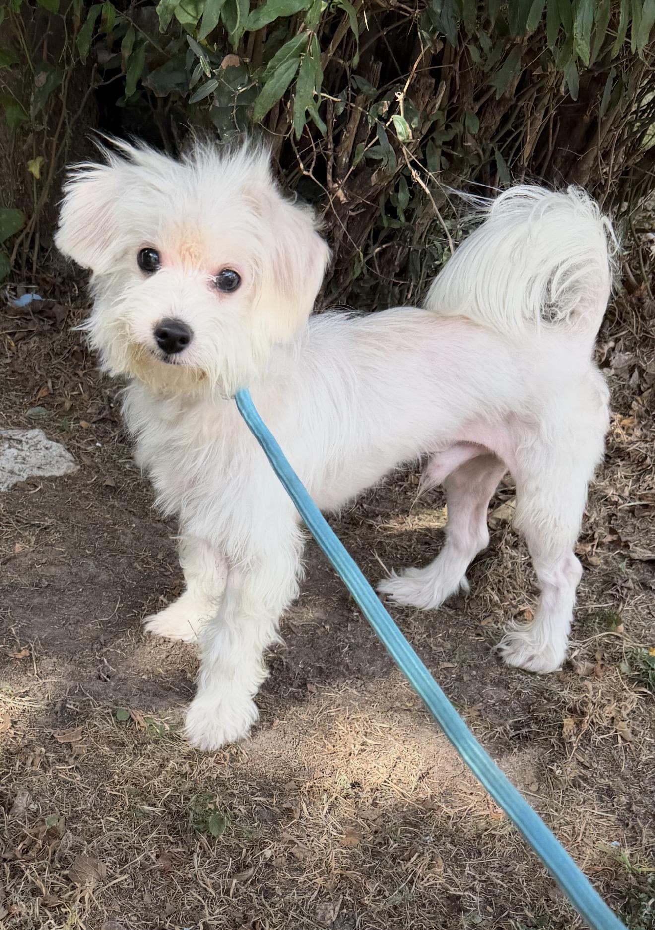 Enlarge Weston, a ADOPTABLE mixed breed in Warwick, RI image 2/3