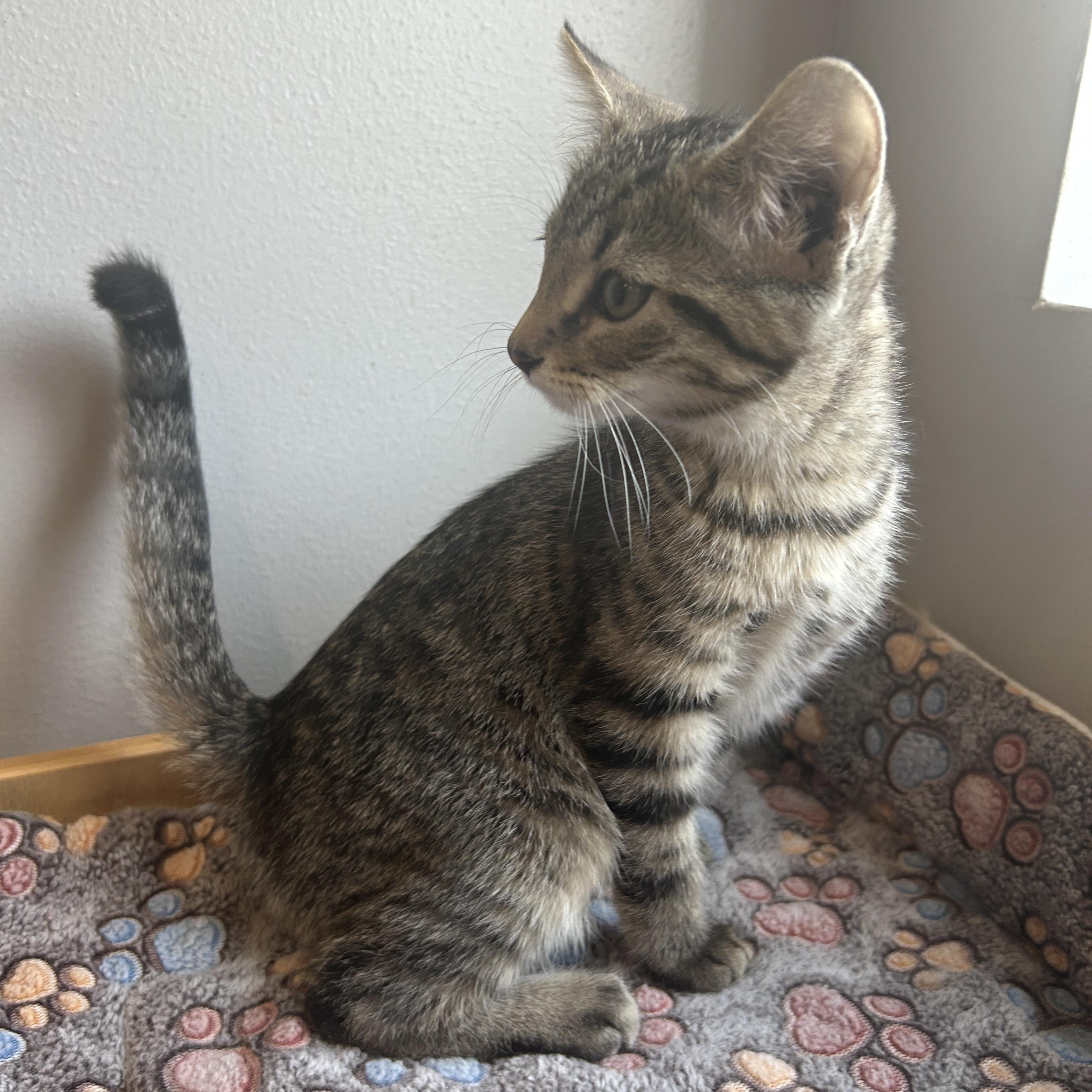 Bo Peep, ADOPTABLE, Kitten Female American Shorthair.