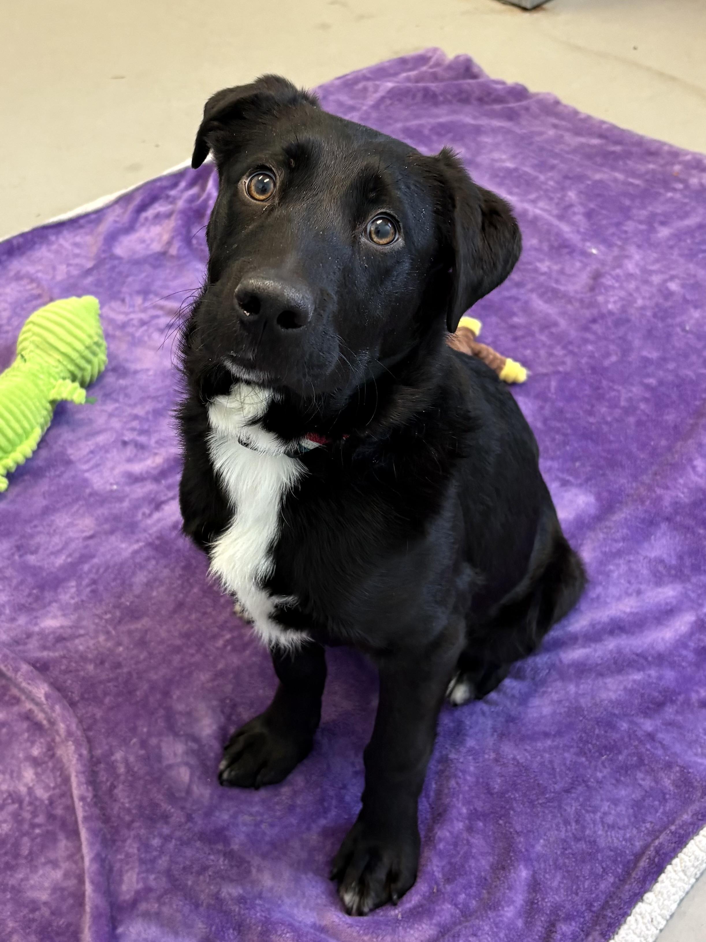 Enlarge Ruger, an adopted Mixed Breed in Big Rapids, MI image 2/3
