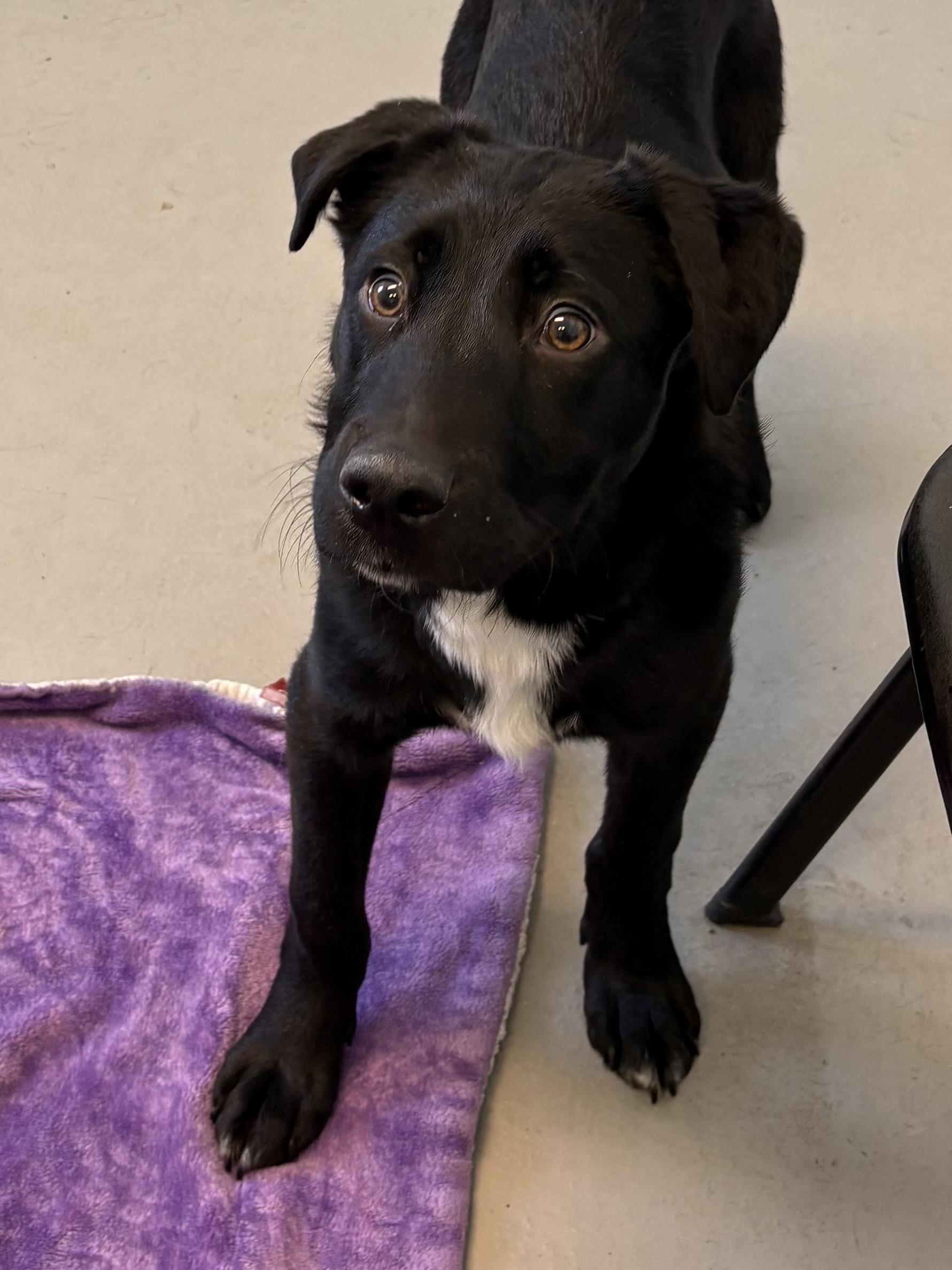 Enlarge Ruger, an adopted Mixed Breed in Big Rapids, MI image 1/3