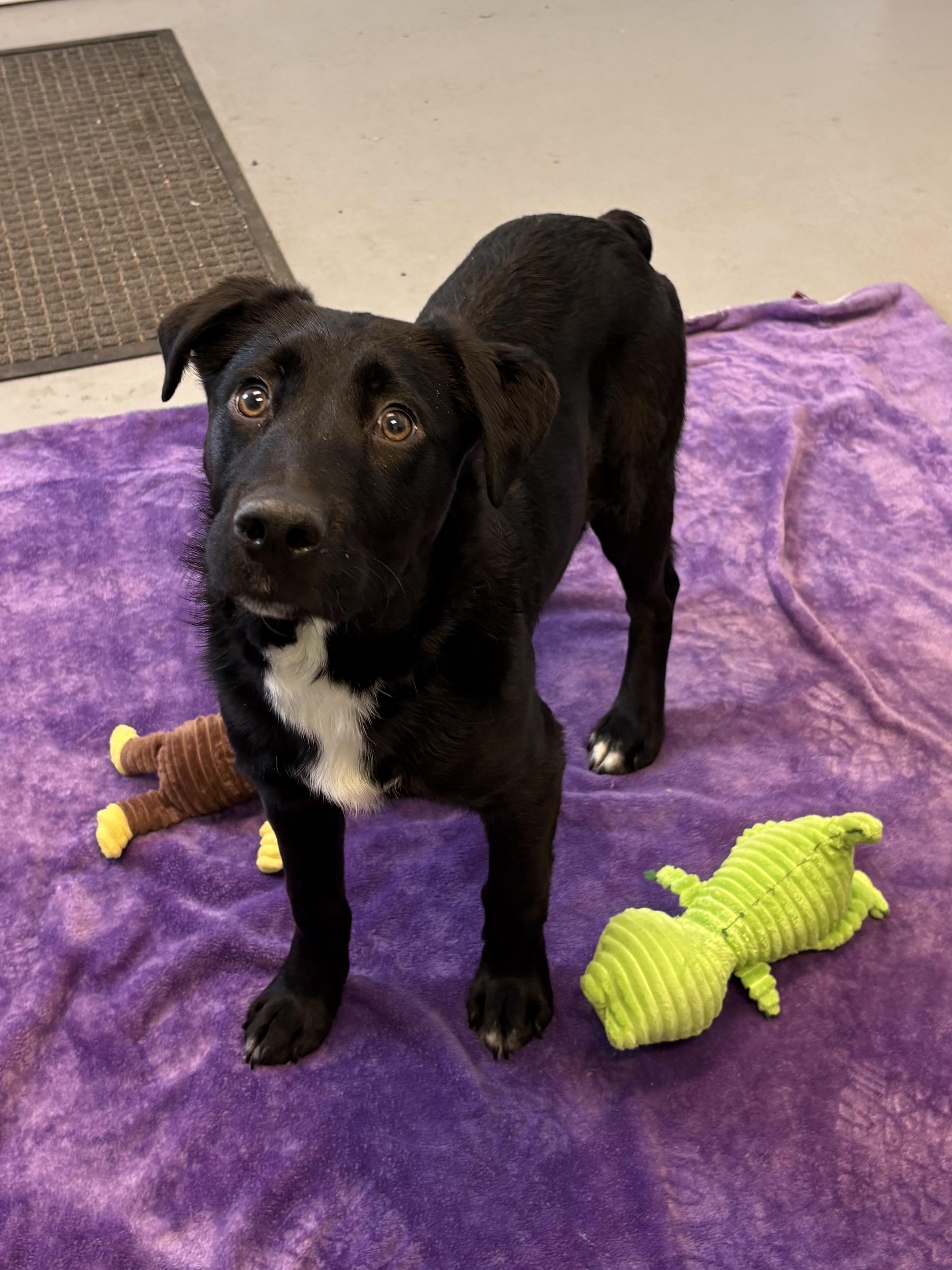 Enlarge Ruger, an adopted Mixed Breed in Big Rapids, MI image 3/3