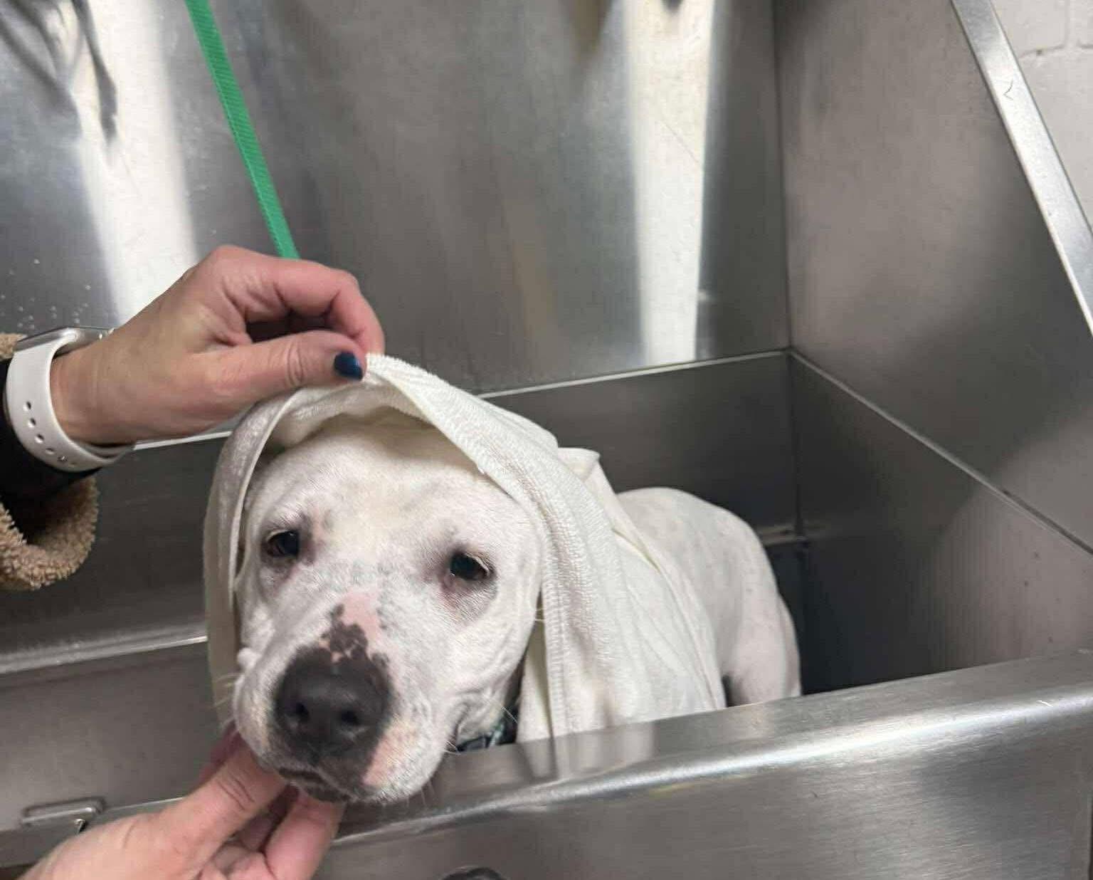 Enlarge Valentina, a ADOPTABLE mixed breed in Jackson , NJ image 4/4