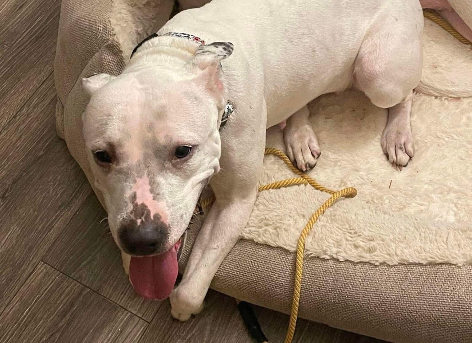 Enlarge Valentina, a ADOPTABLE mixed breed in Jackson , NJ image 1/4