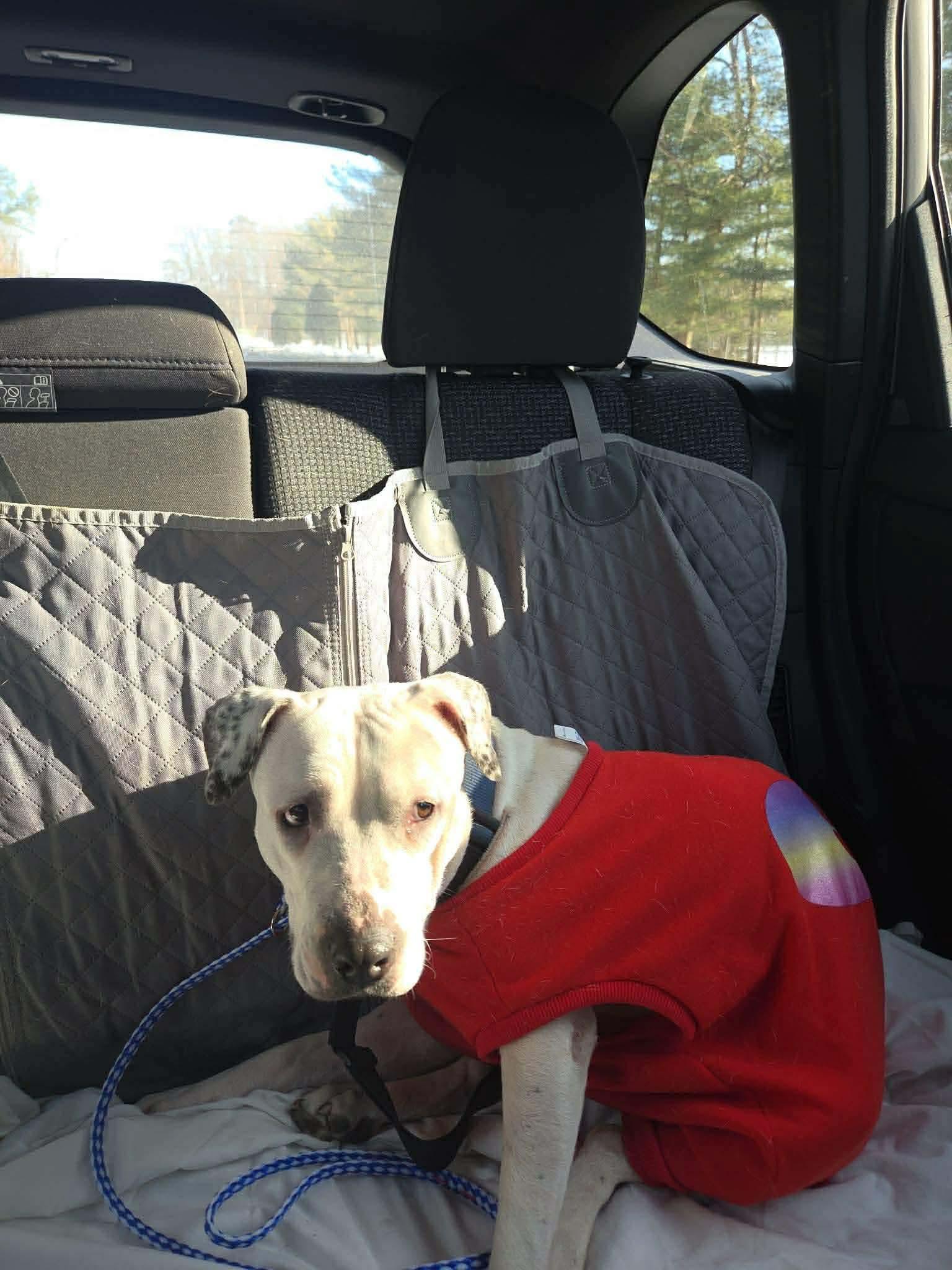 Enlarge Valentina, a ADOPTABLE mixed breed in Jackson , NJ image 3/4