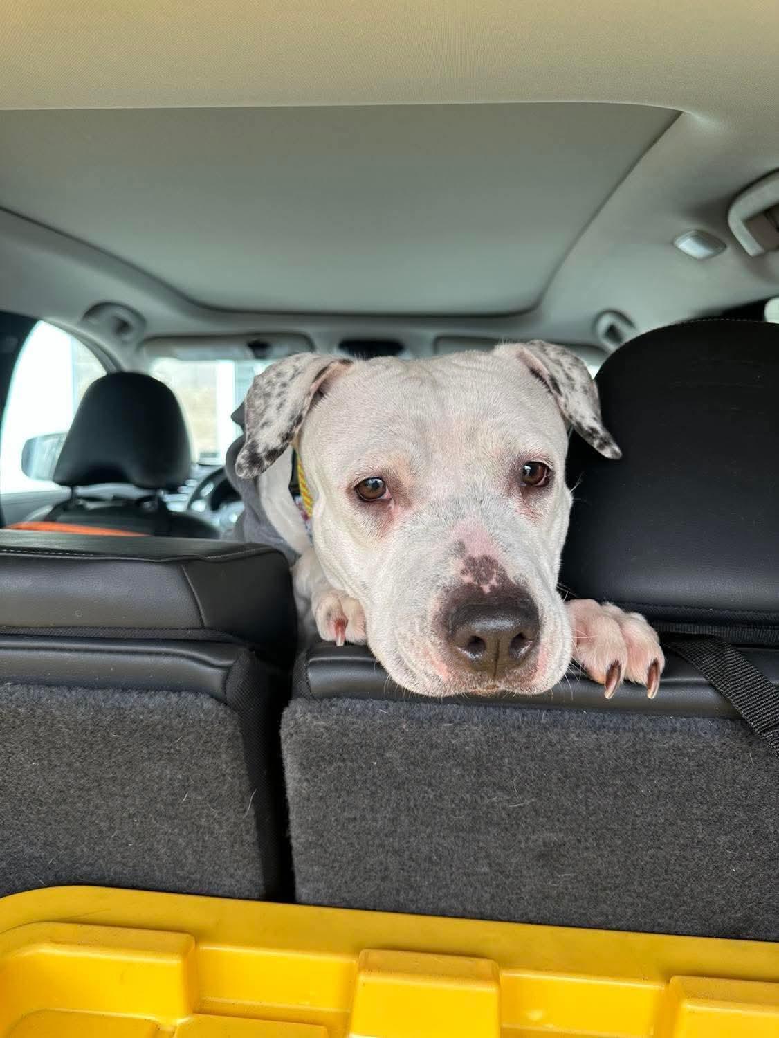 Enlarge Valentina, a ADOPTABLE mixed breed in Jackson , NJ image 6/6